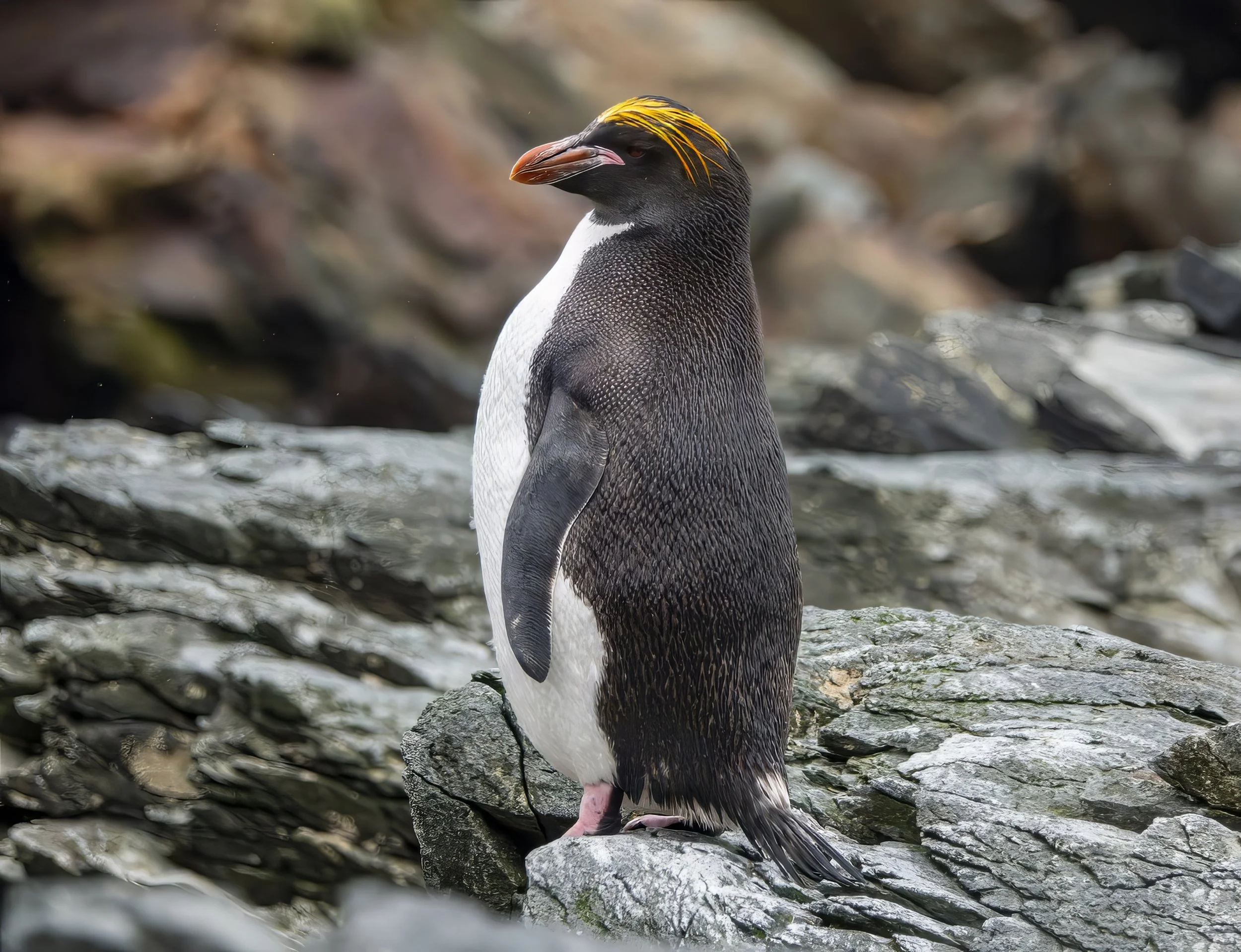 Macaroni Penguin, South Georgia