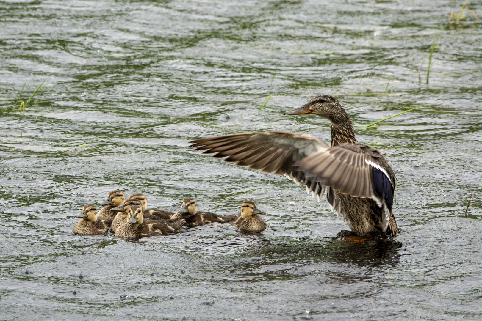 Mallards