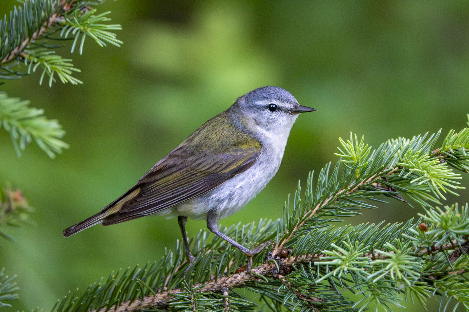 Tennessee warbler, central Alberta