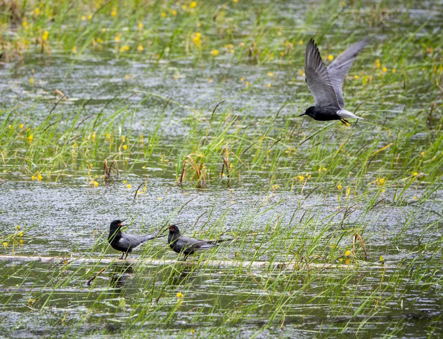 Black Terns, Rural Rocky View County, Alberta