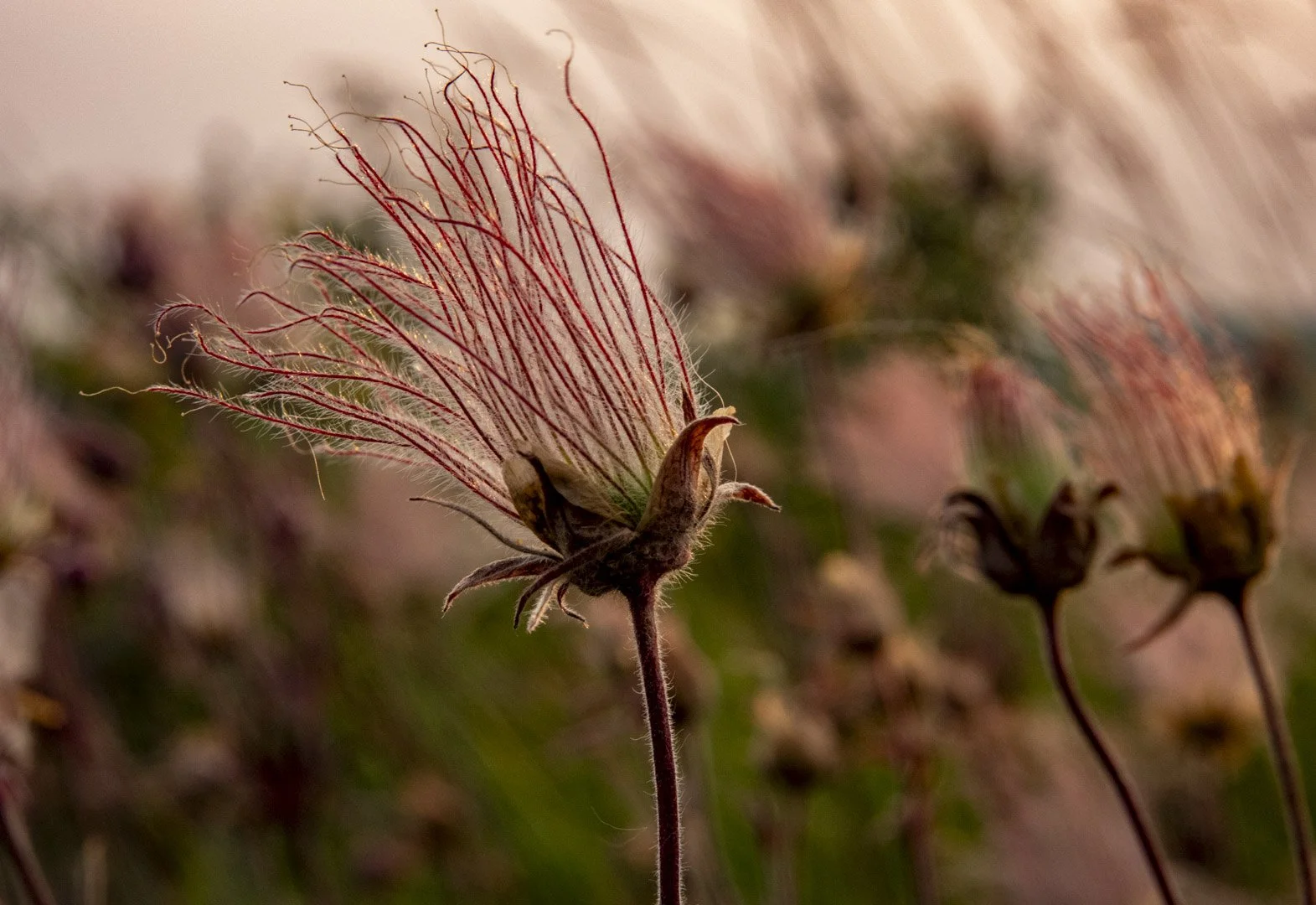 Prairie Smoke, Alberta