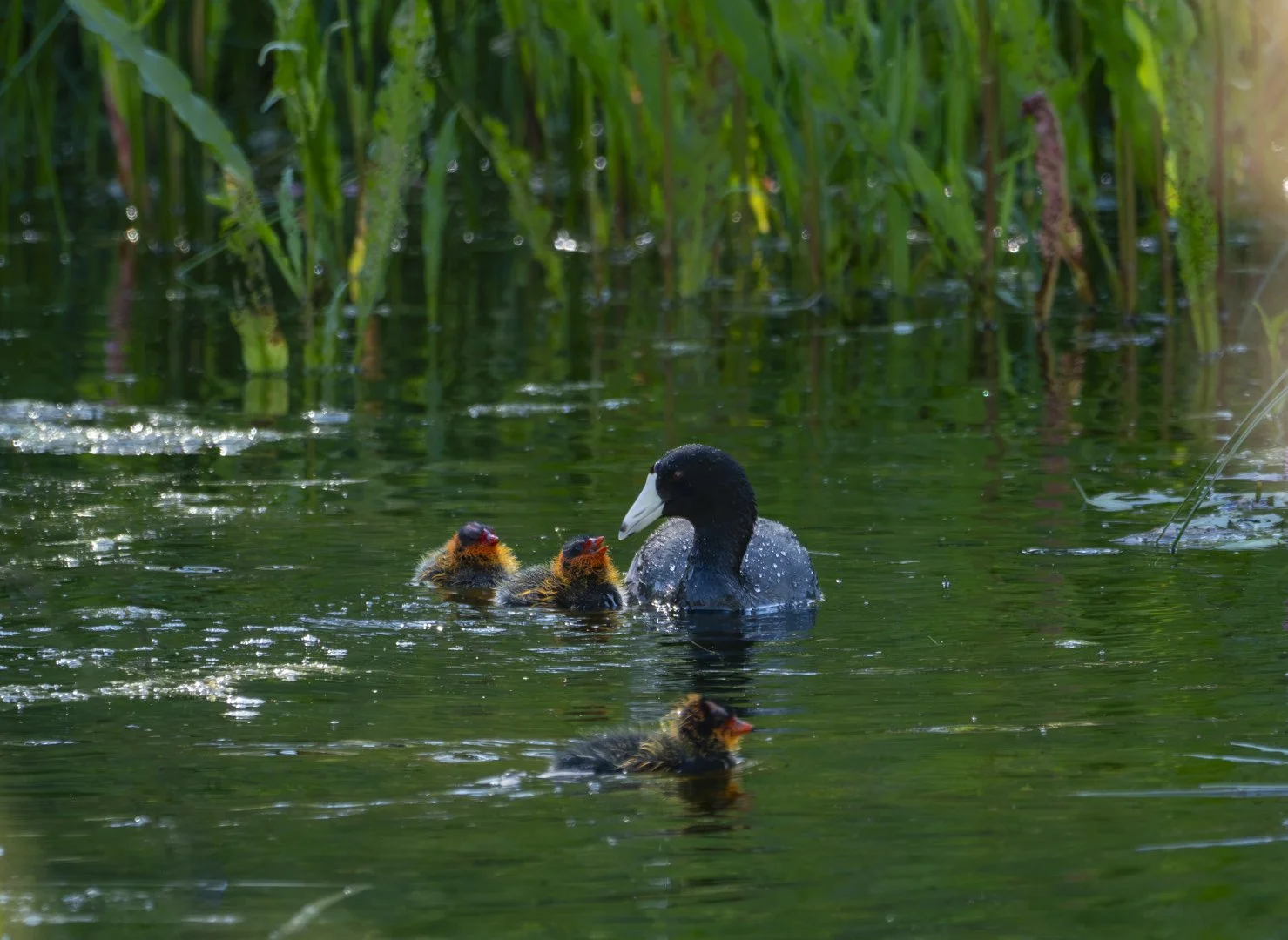 American coot and chicks, Calgary, Alberta