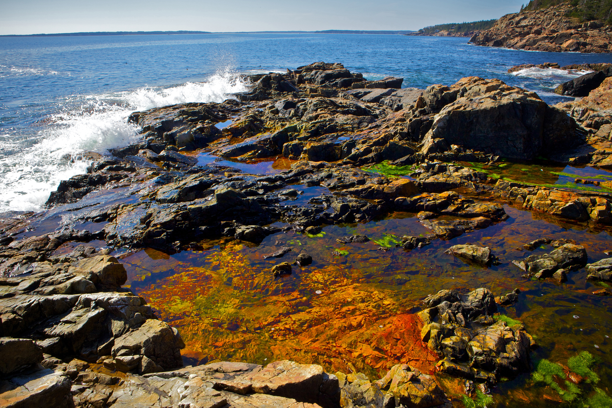 Acadia_Tide_Pools_028.jpg