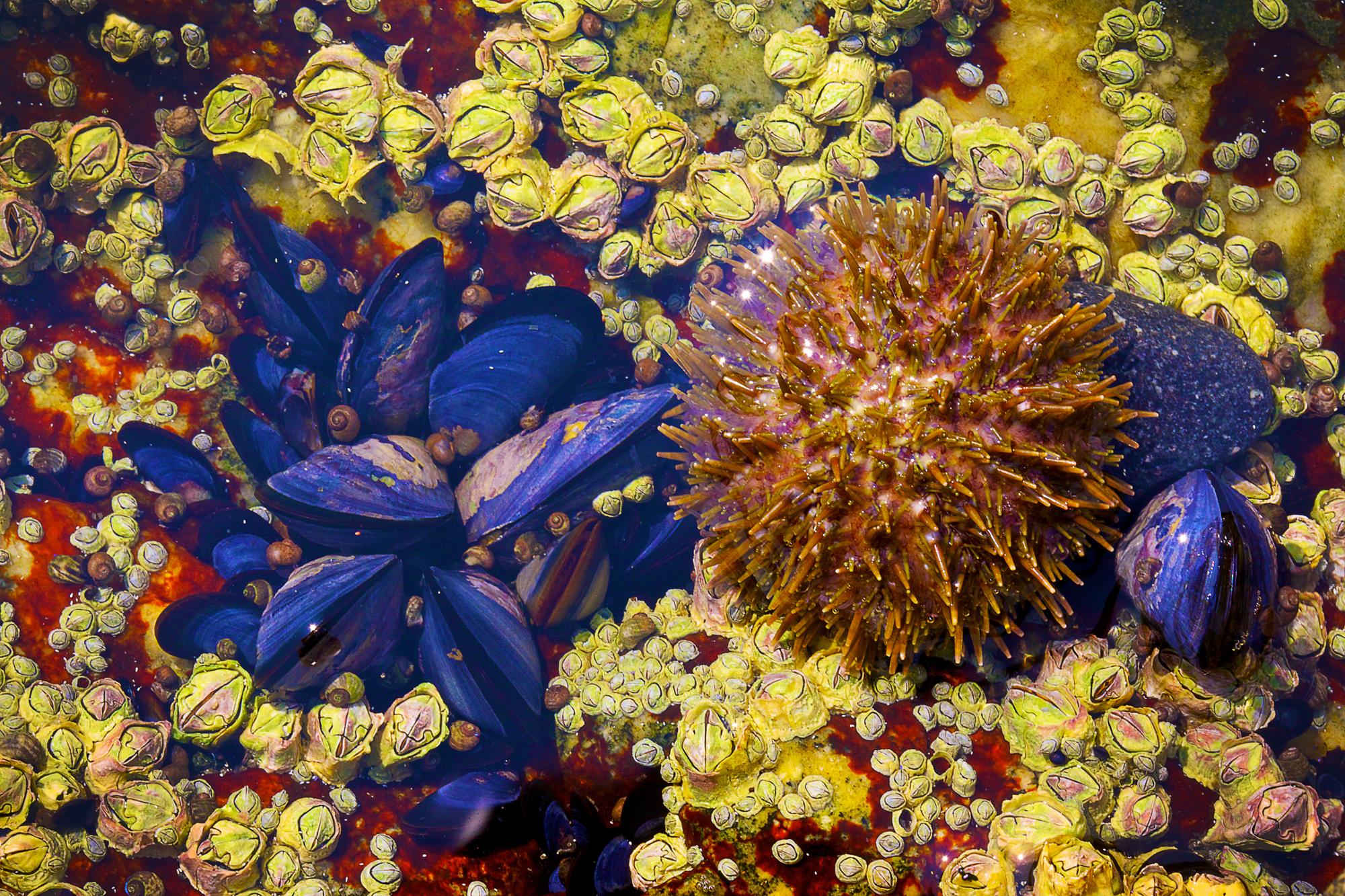 Acadia_Tide_Pools_027.jpg