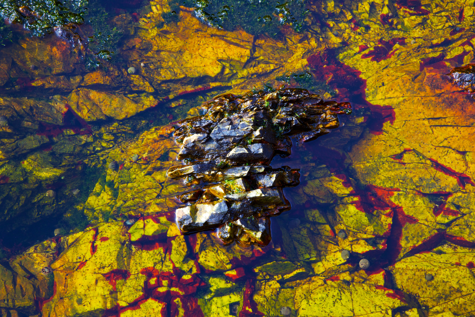 Acadia_Tide_Pools_024.jpg