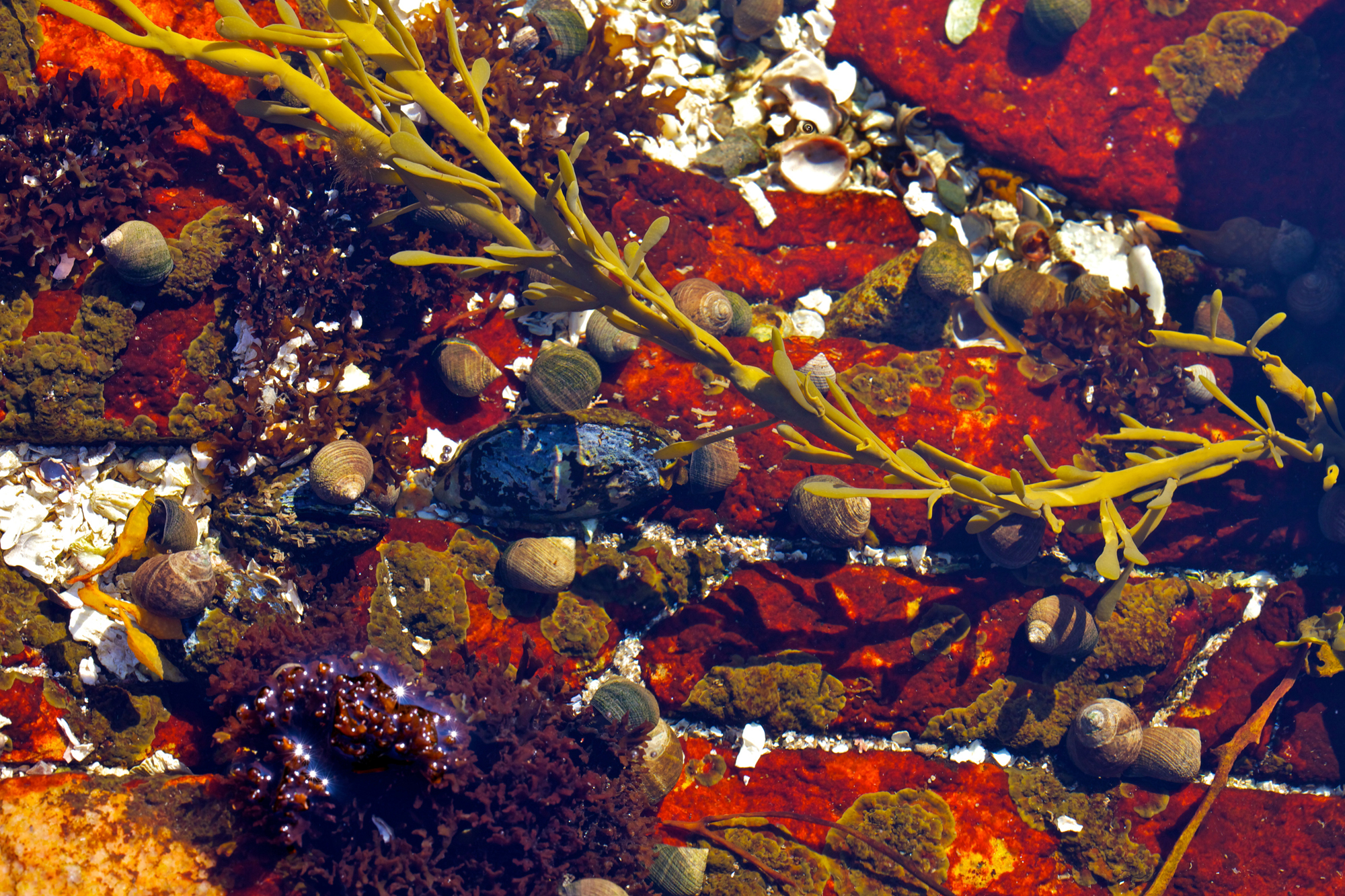 Acadia_Tide_Pools_016.jpg