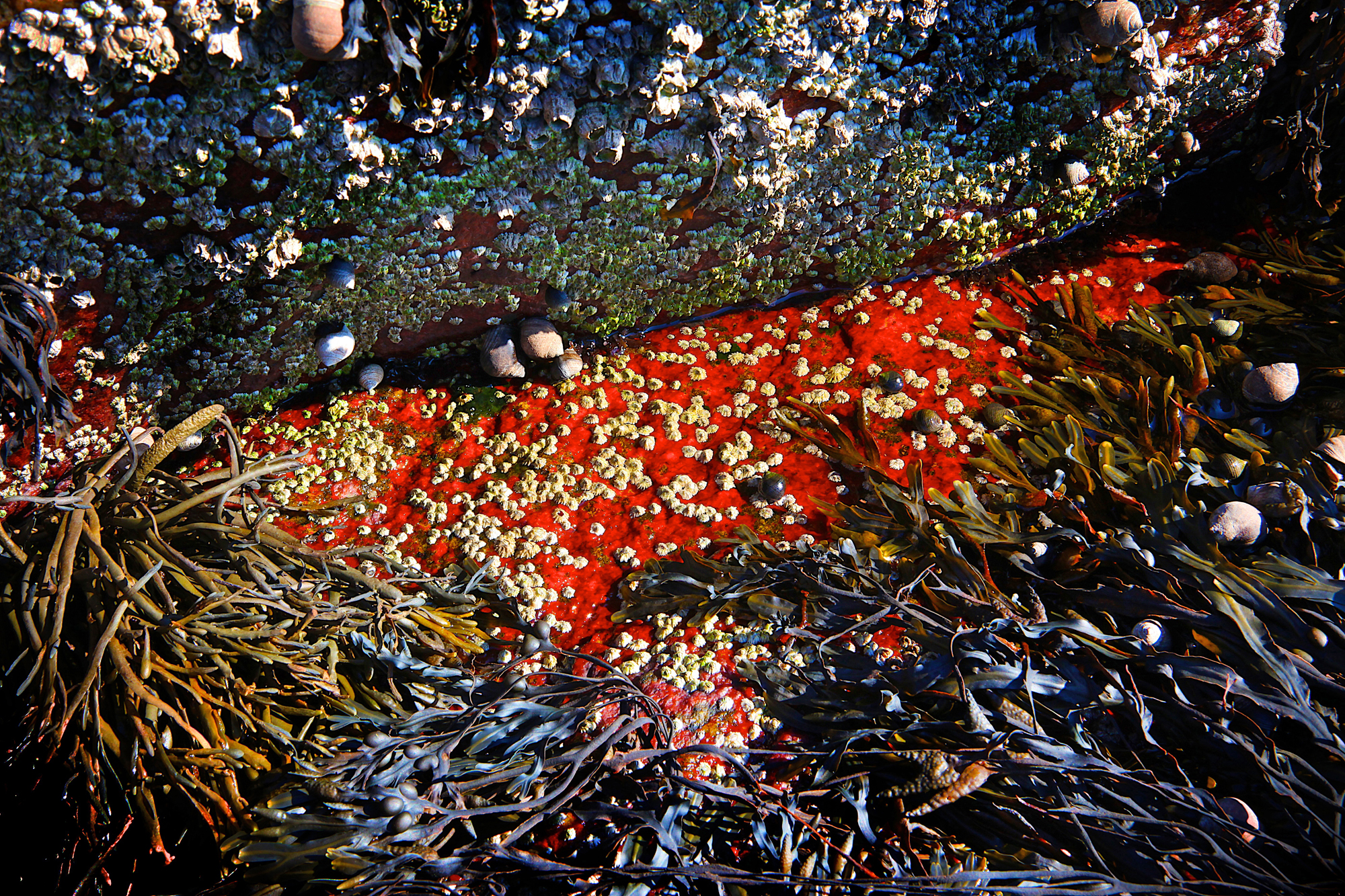 Acadia_Tide_Pools_014.jpg