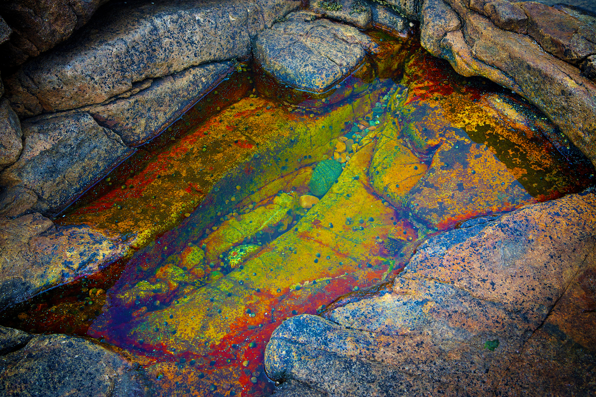 Acadia_Tide_Pools_013.jpg