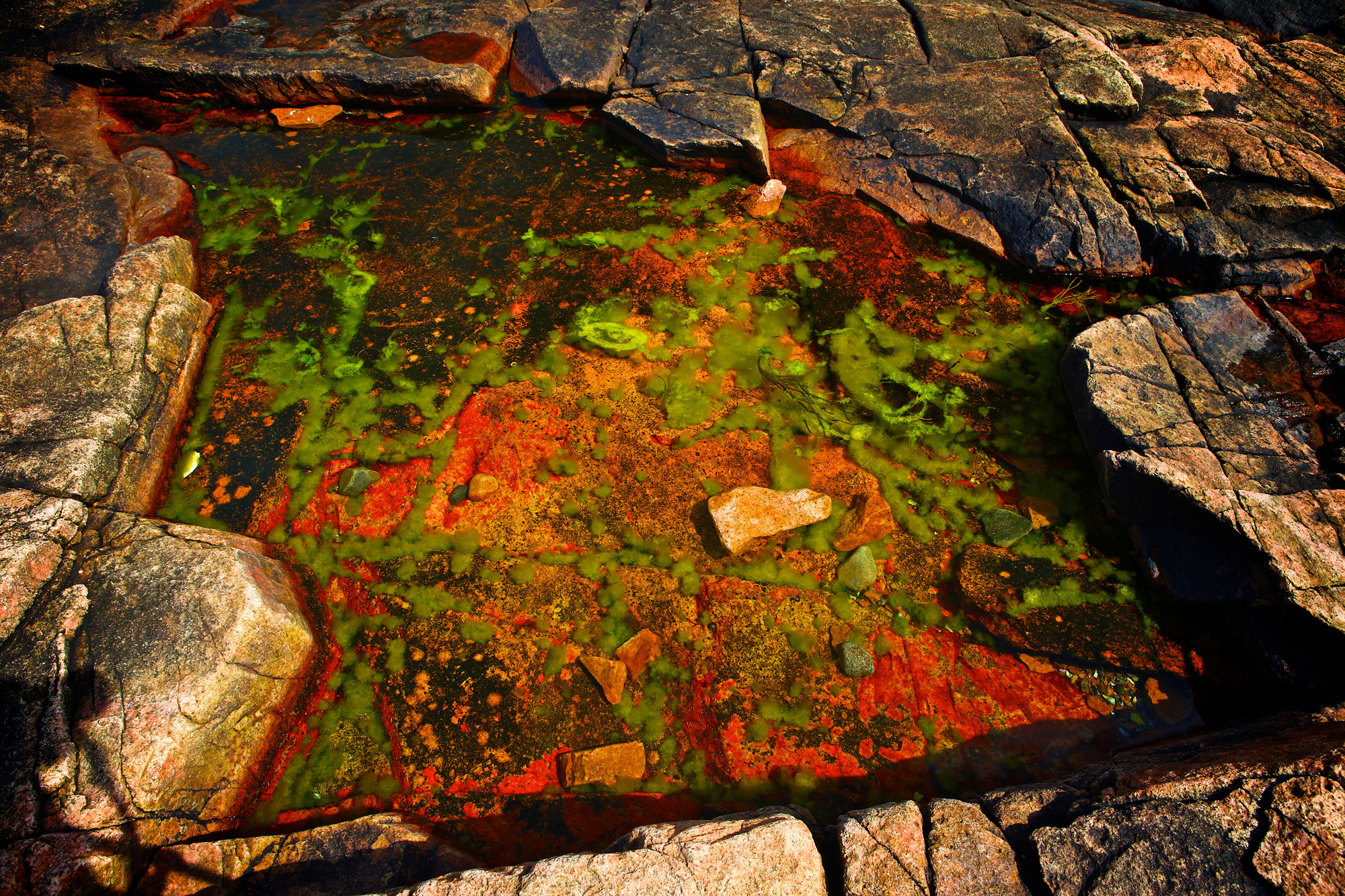 Acadia_Tide_Pools_012.jpg