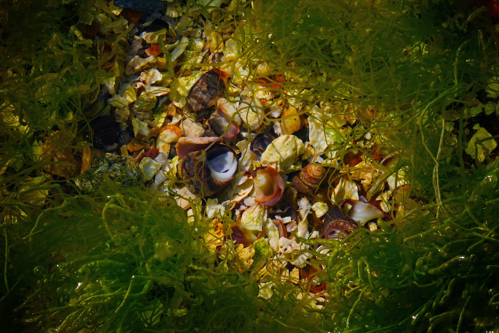 Acadia_Tide_Pools_010.jpg