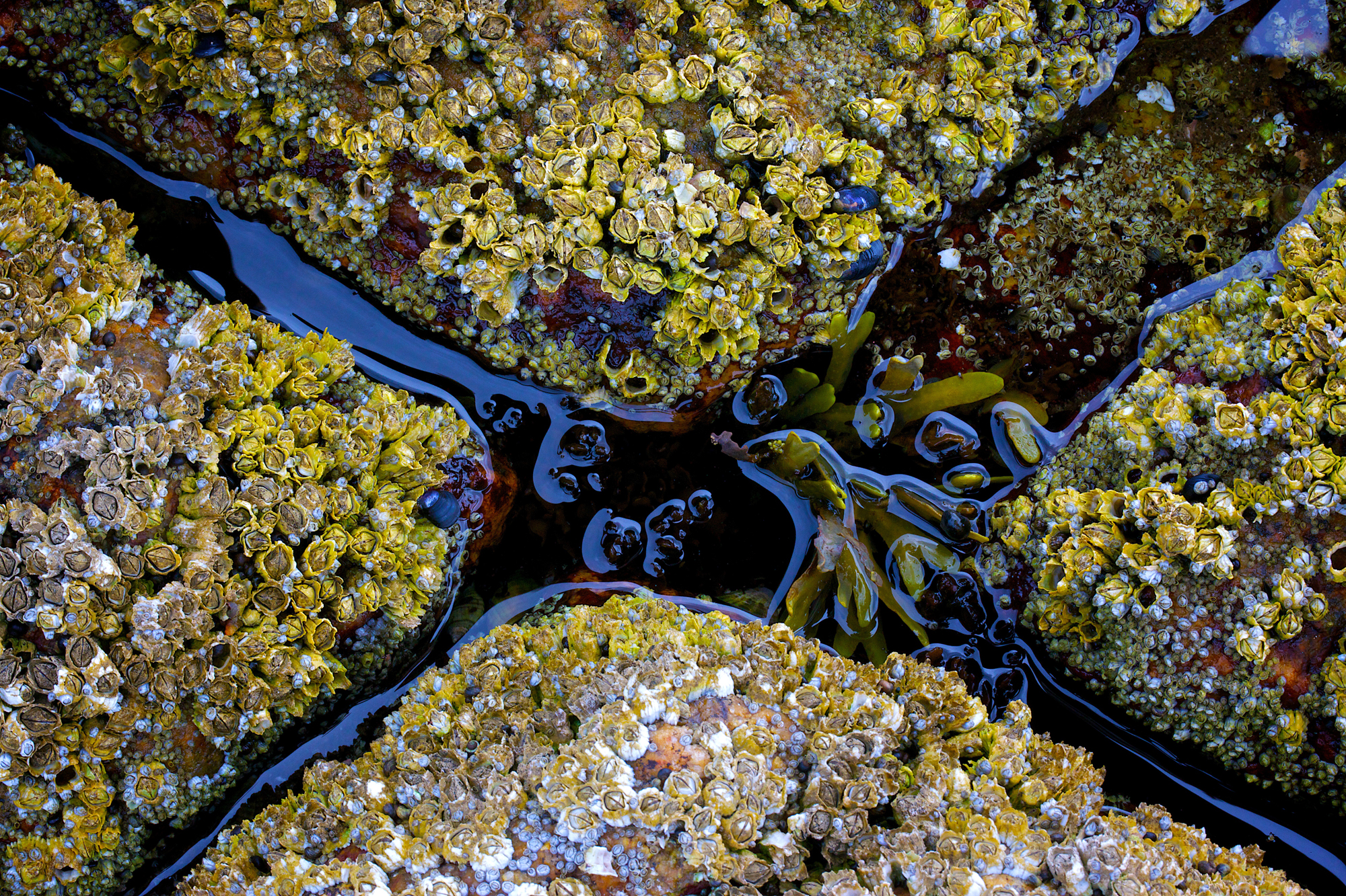 Acadia_Tide_Pools_005.jpg