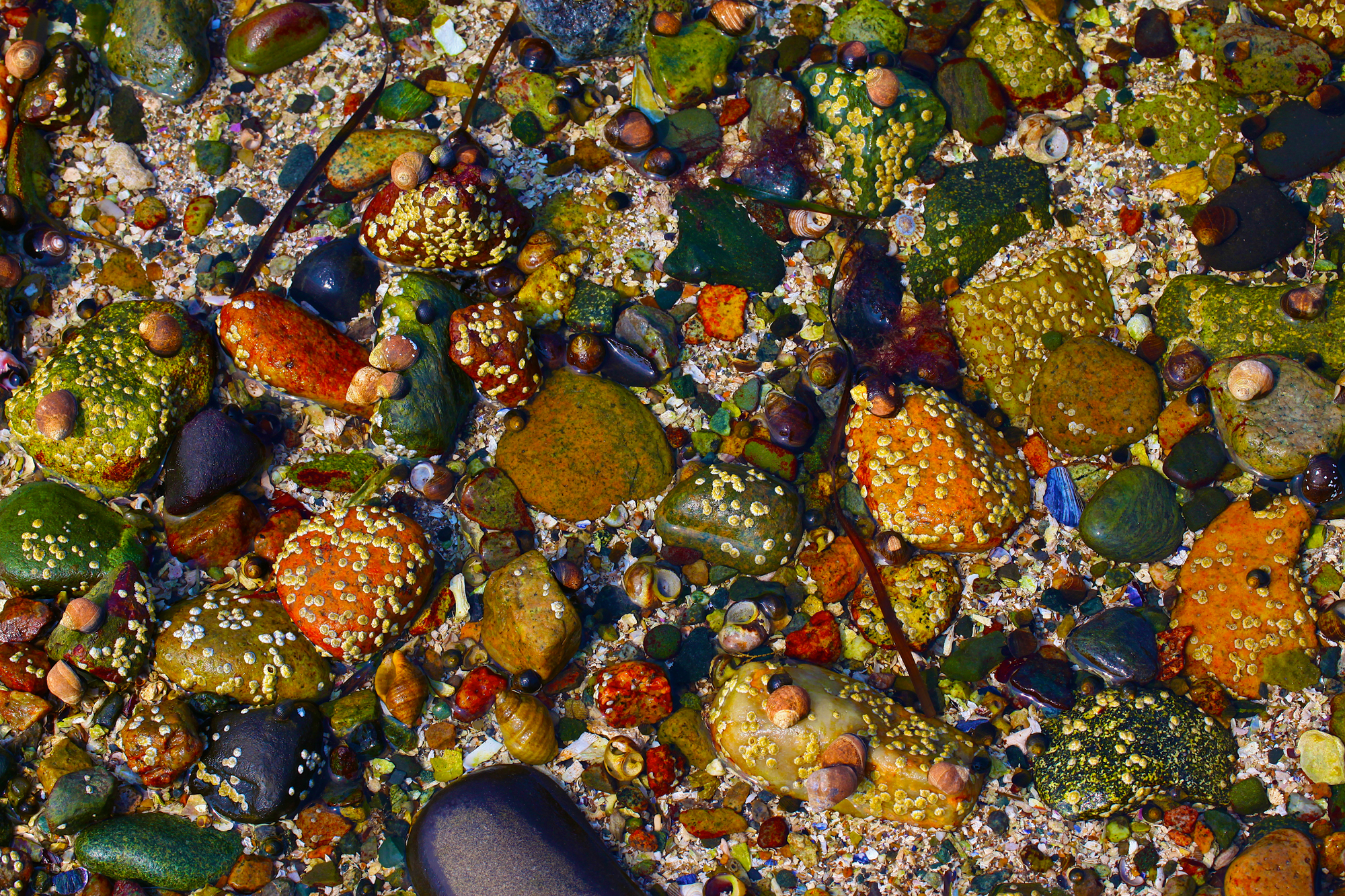 Acadia_Tide_Pools_002.jpg