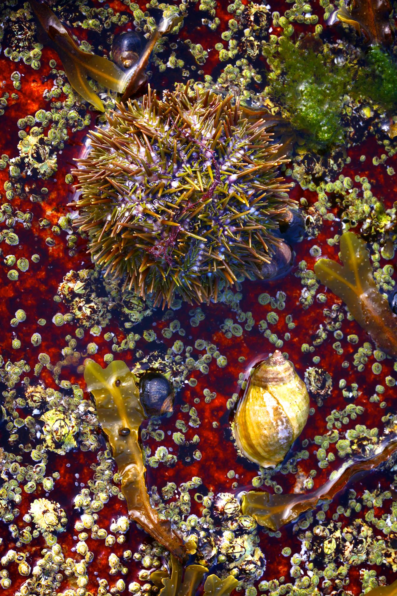 Acadia_Tide_Pools_001.jpg