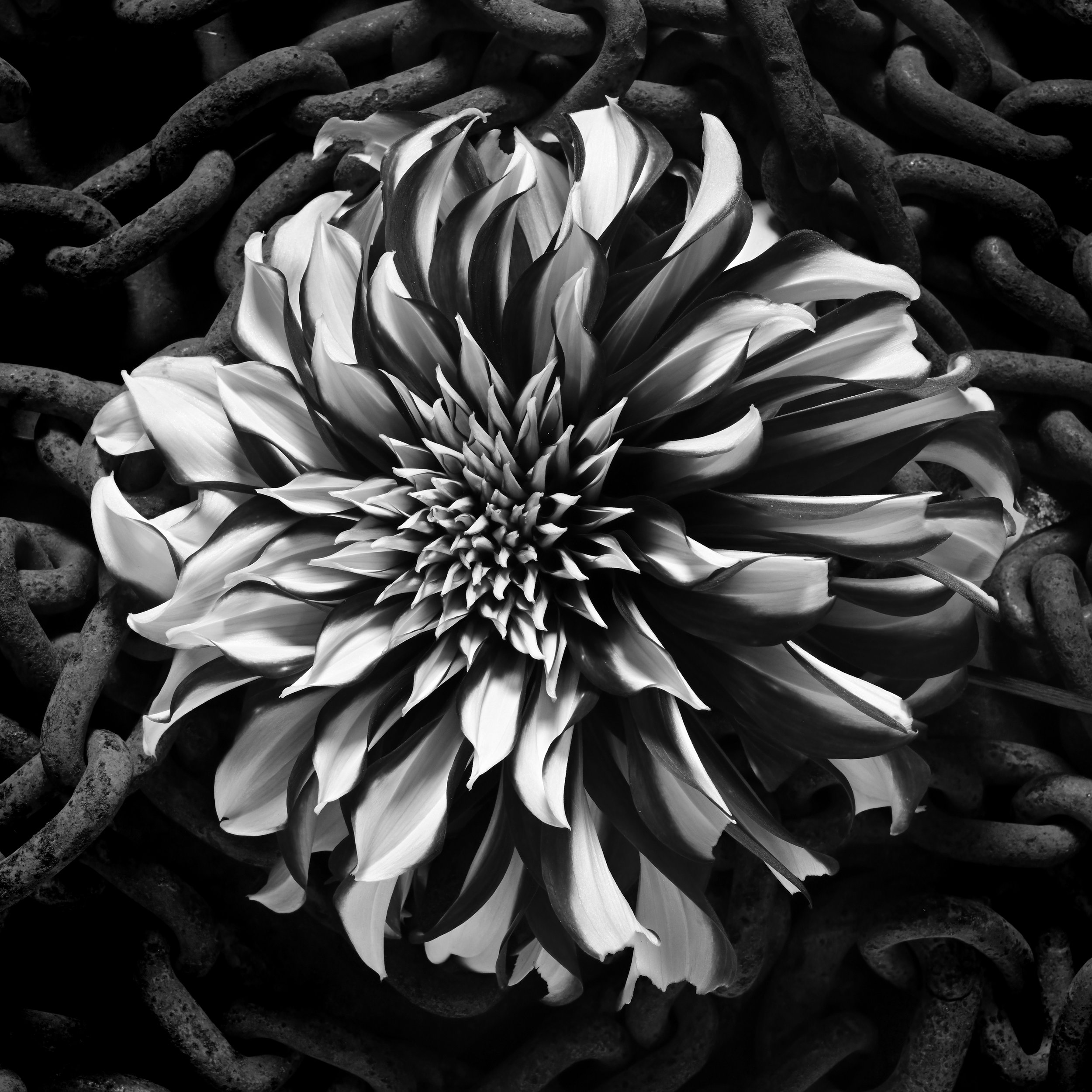 Dahlia and Chains_DSC_0609_SQ.jpg