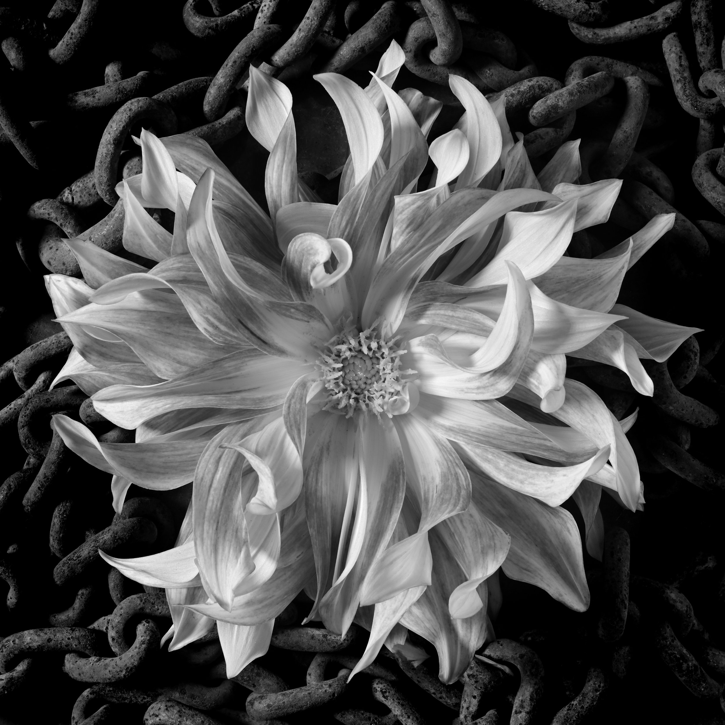 Dahlia and Chains_DSC_0635_SQ.jpg