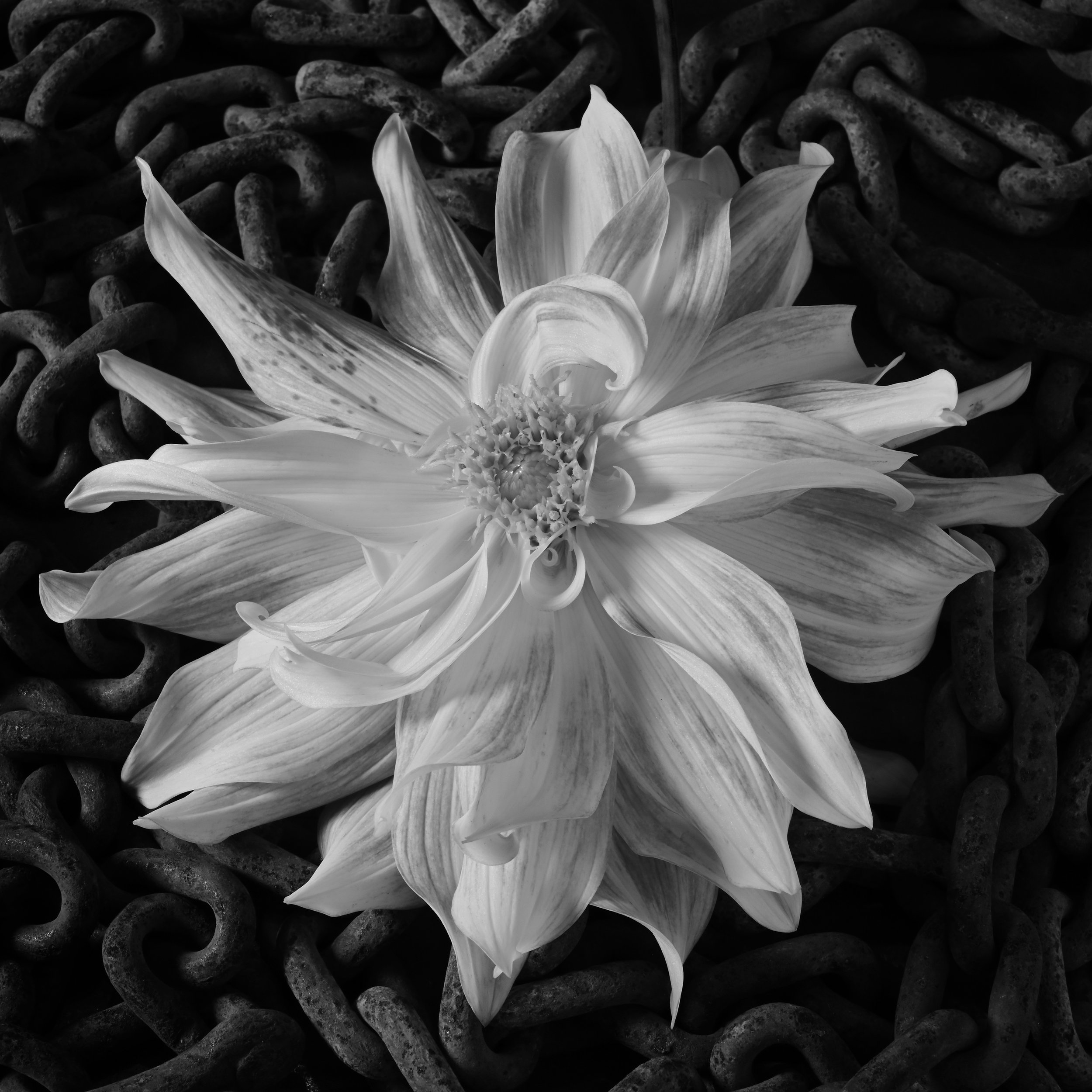 Dahlia and Chains_DSC_0533_SQ.jpg