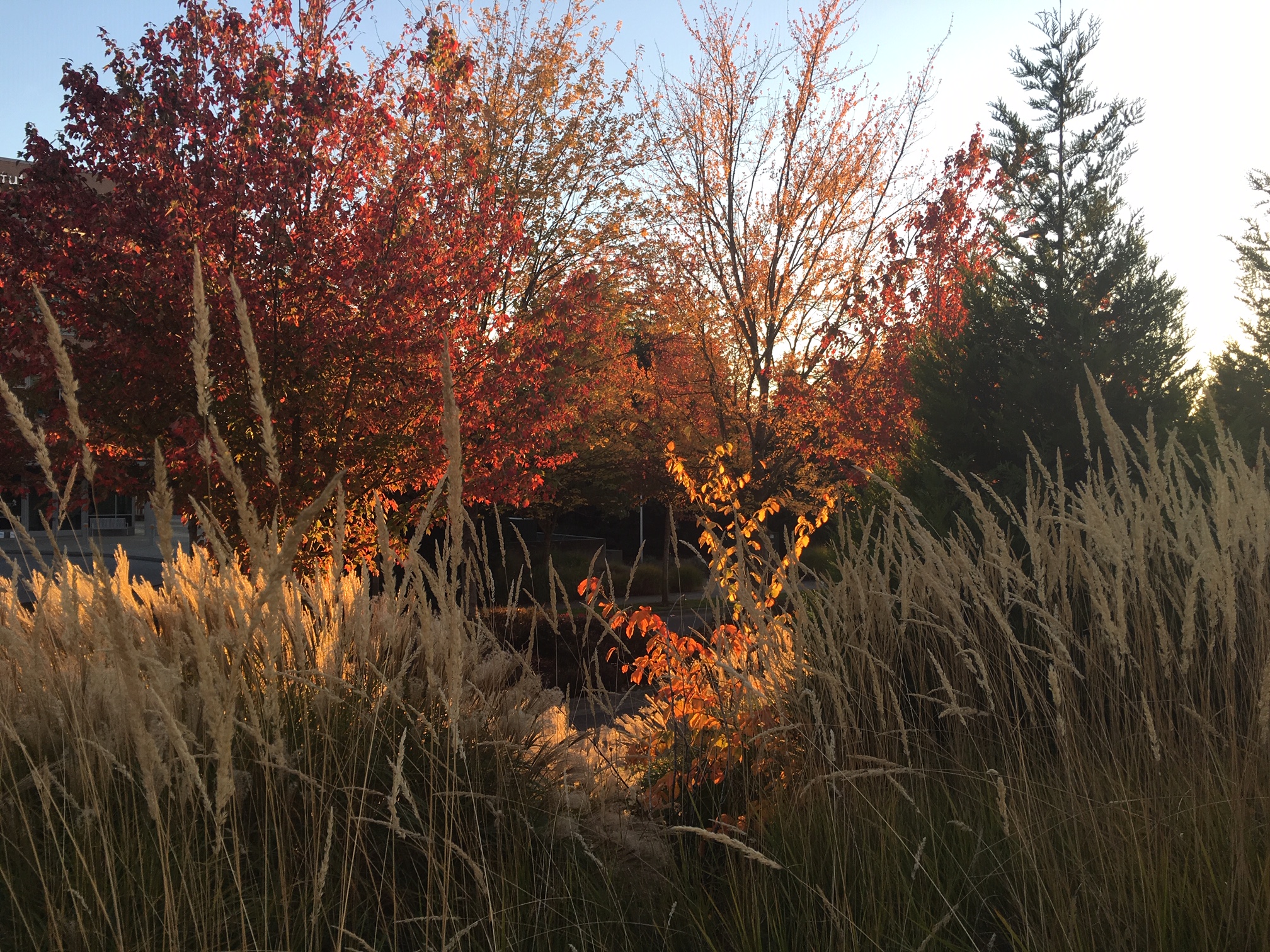 photo, grasses.JPG