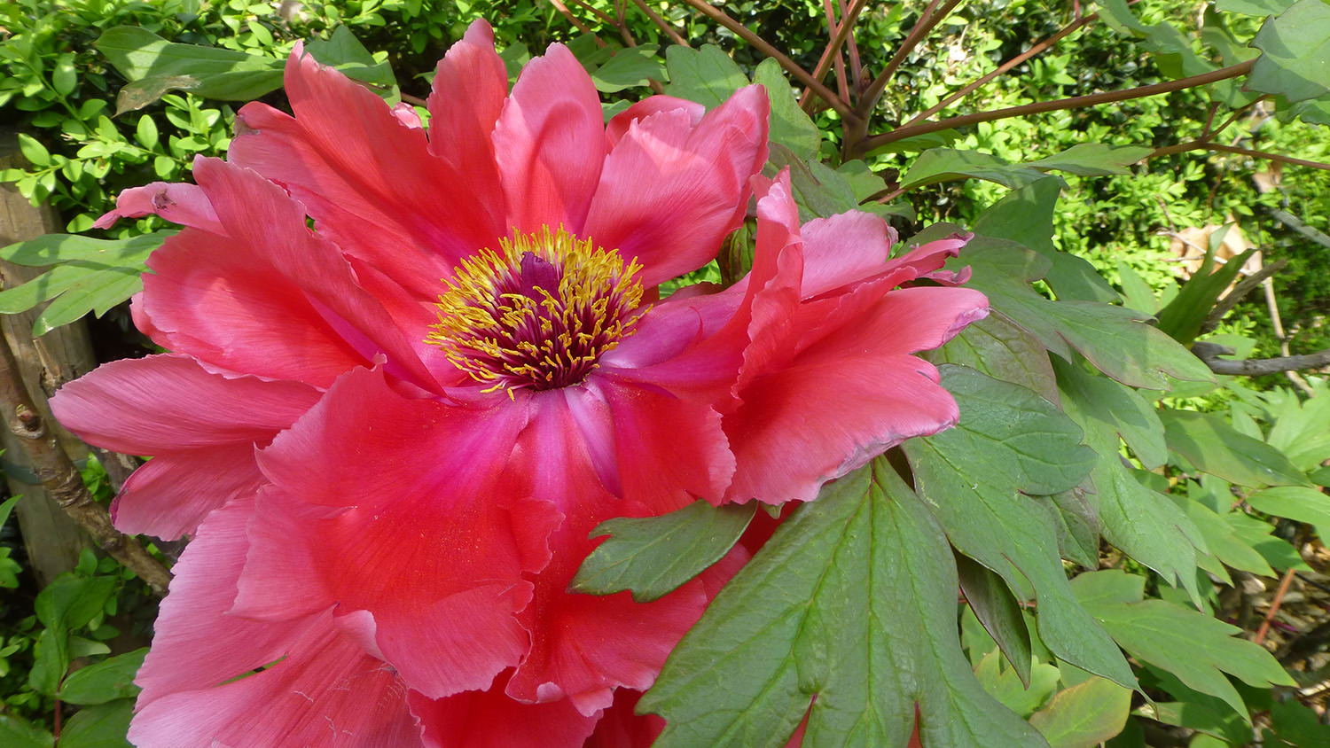 Peony