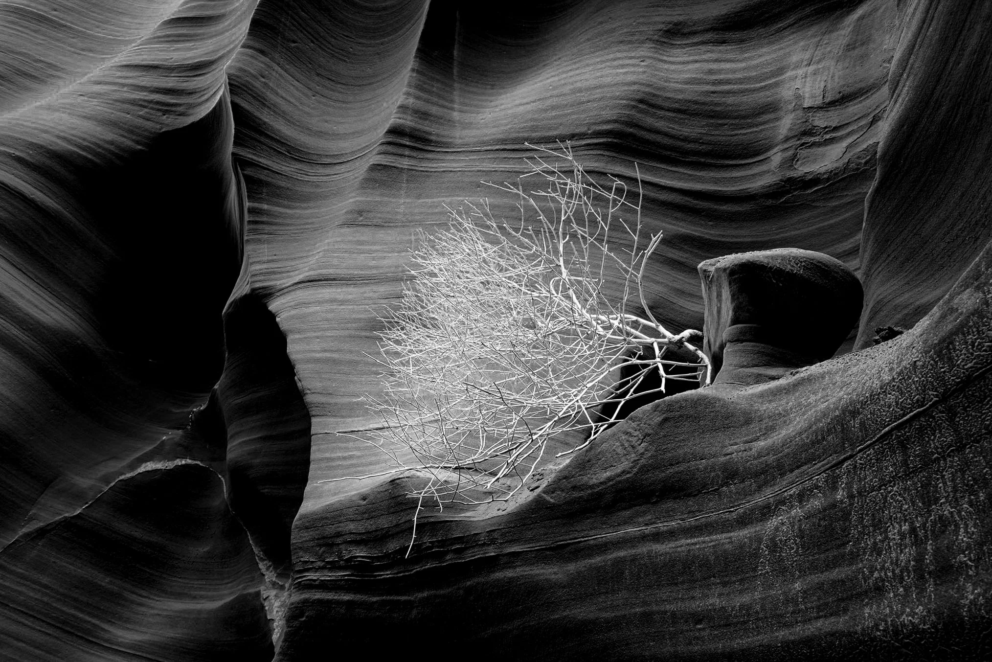 Antelope Canyon Bush. Ron Brown Fine Art Photography.jpg