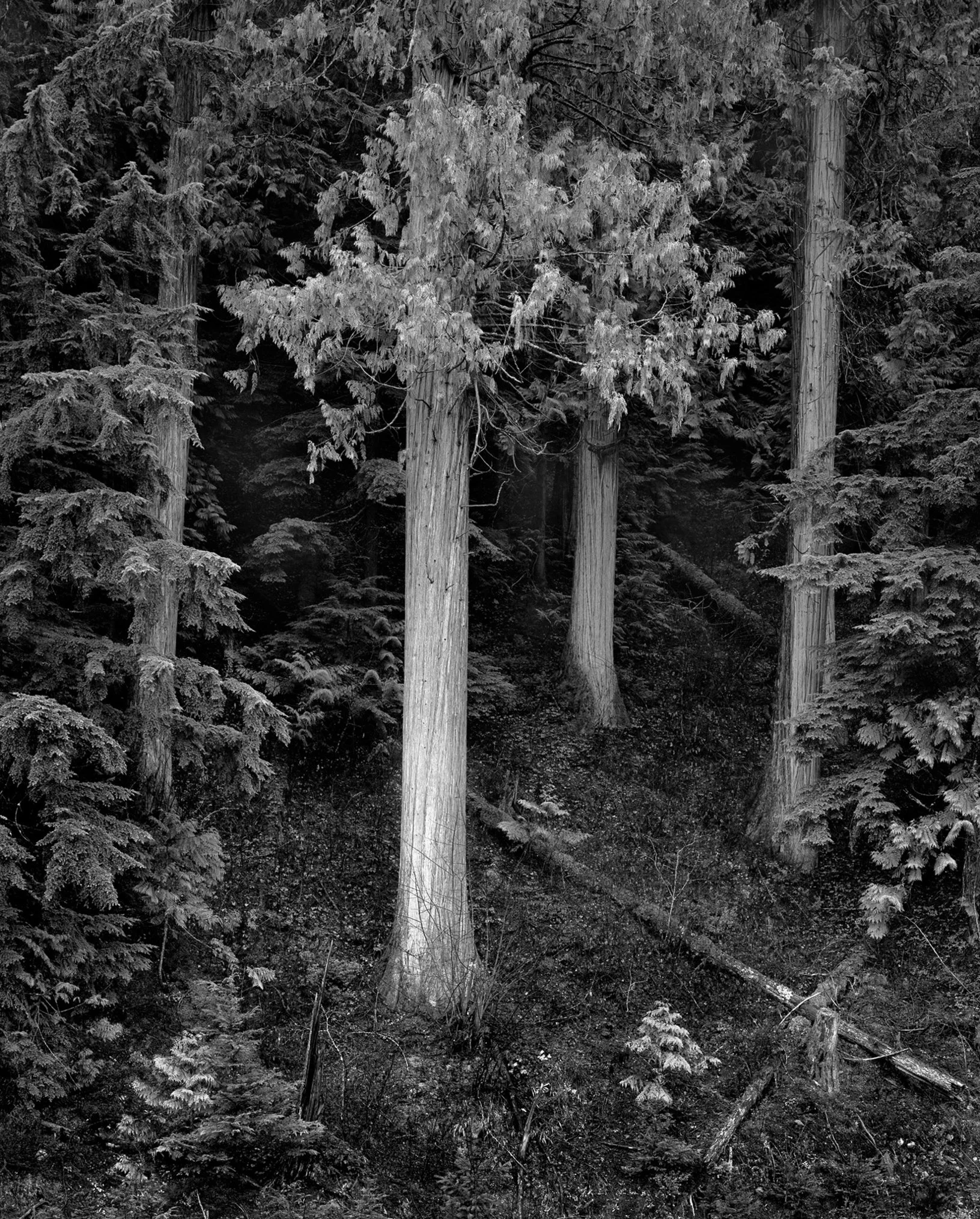 A Cedar Forest, Ronald Brown Fine Art Photography.jpg