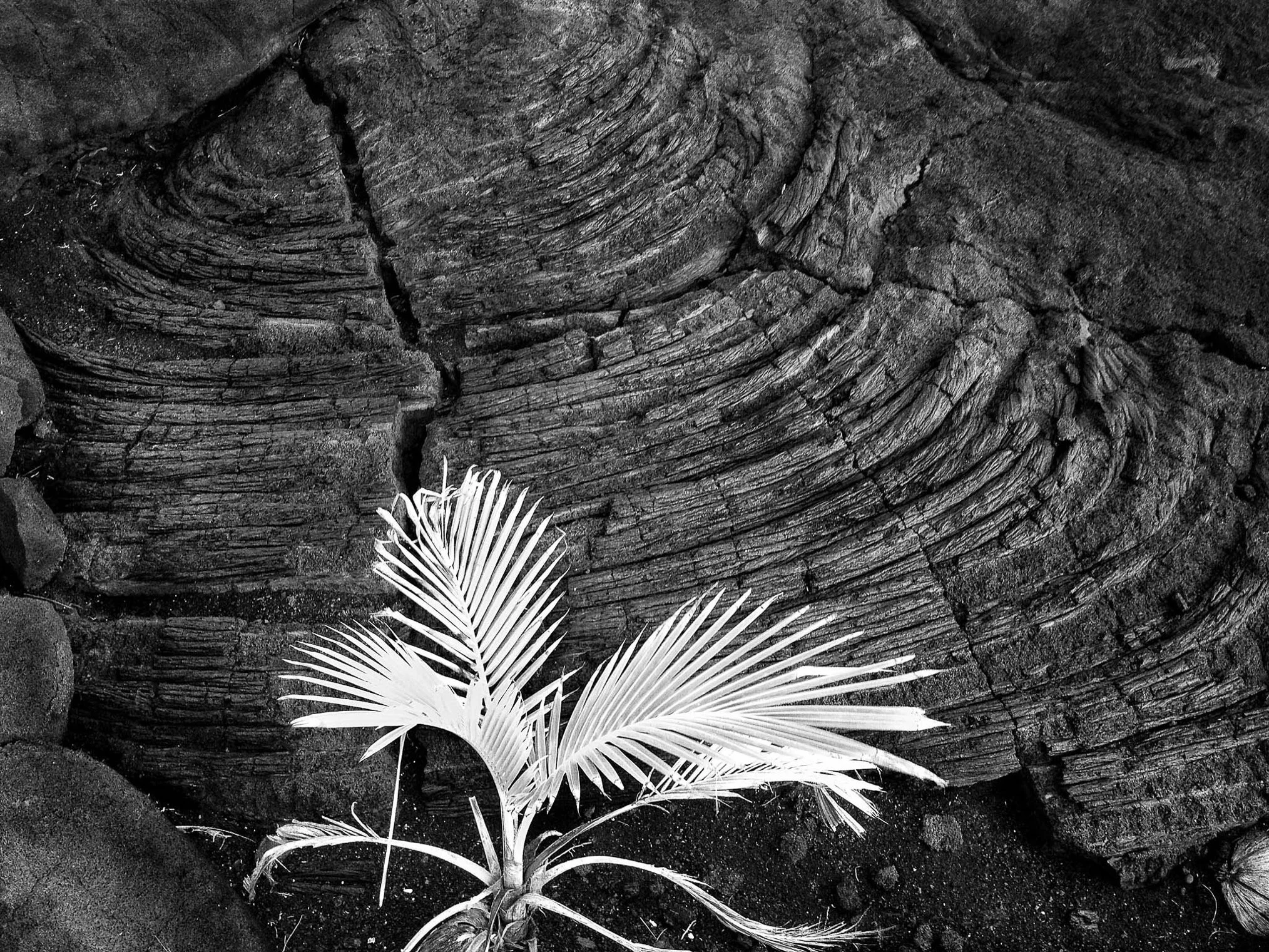 New Palm, Hawaii. Ronald Brown Fine Art Photography.jpg