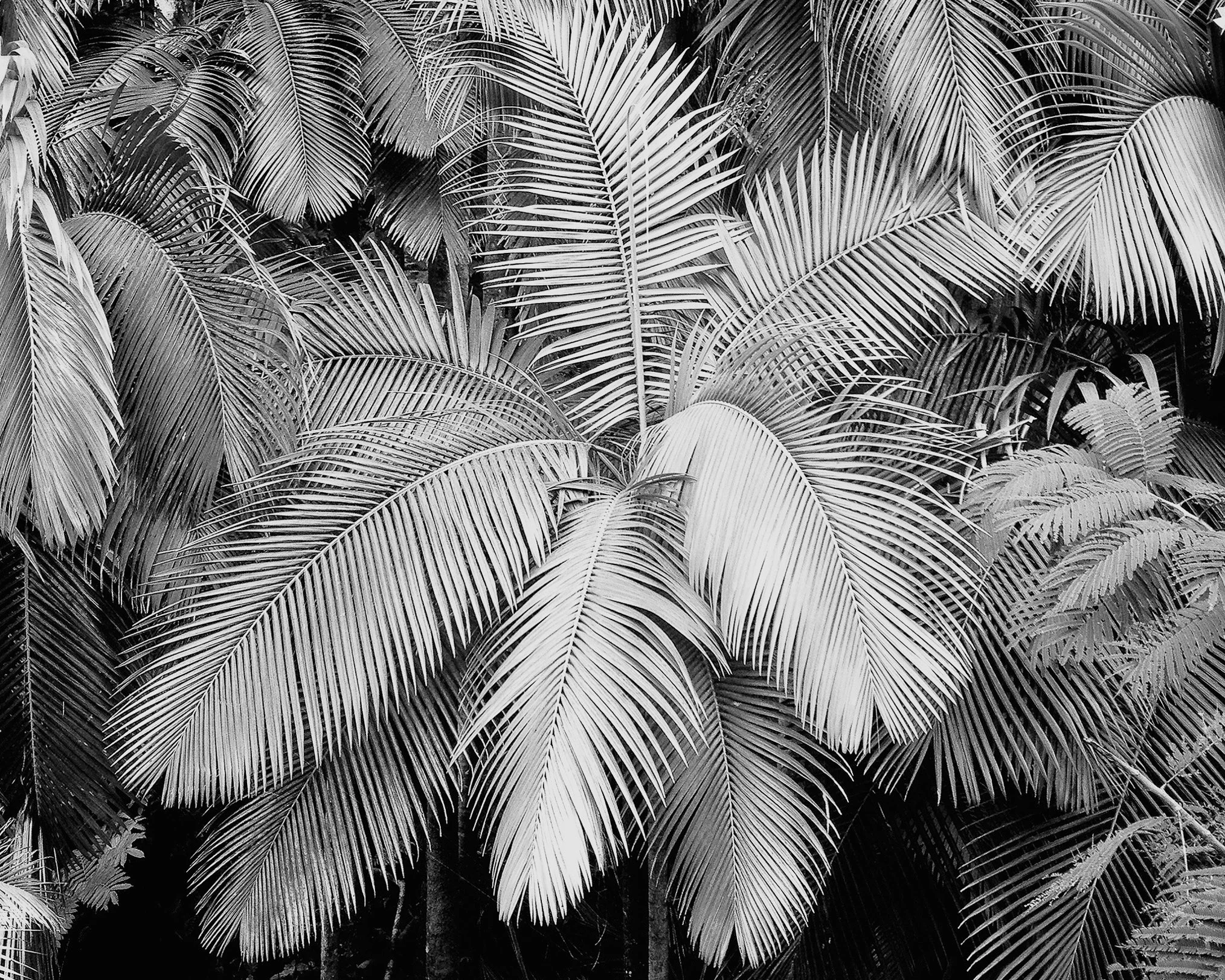 Jungle Fern, Hilo Hawaii. Ronald Brown Fine Art Photography.jpg
