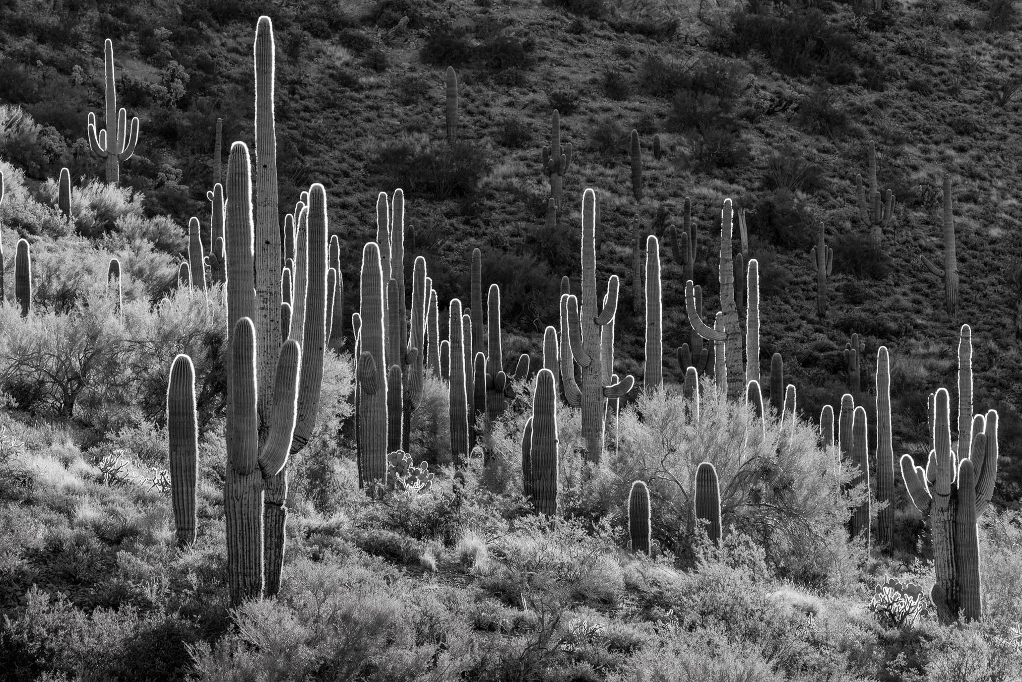Saguaro Cacti, Ronald Brown Fine Art Photography.jpg
