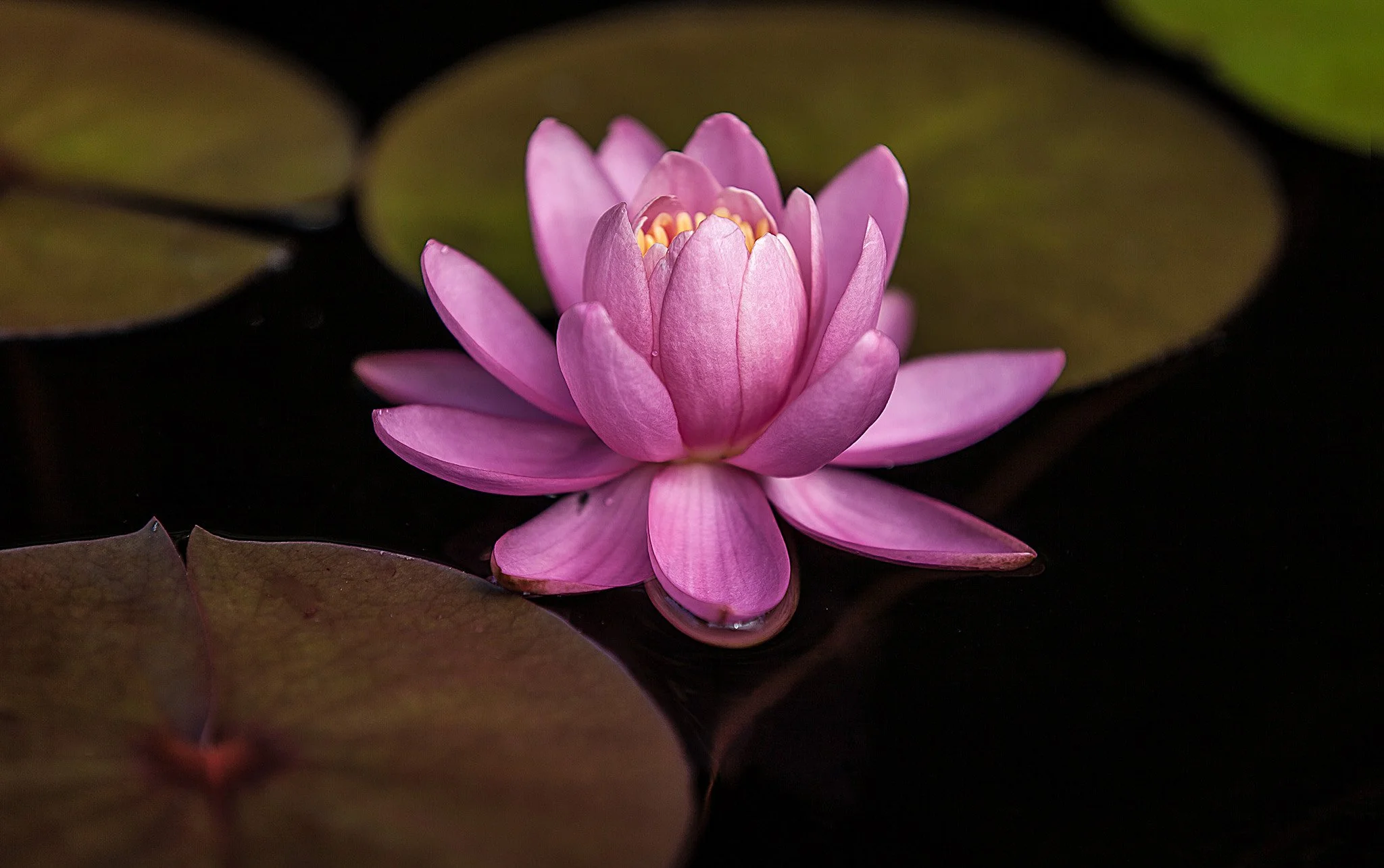 Lotus Pond Flower, Ronald Brown Photography.jpg