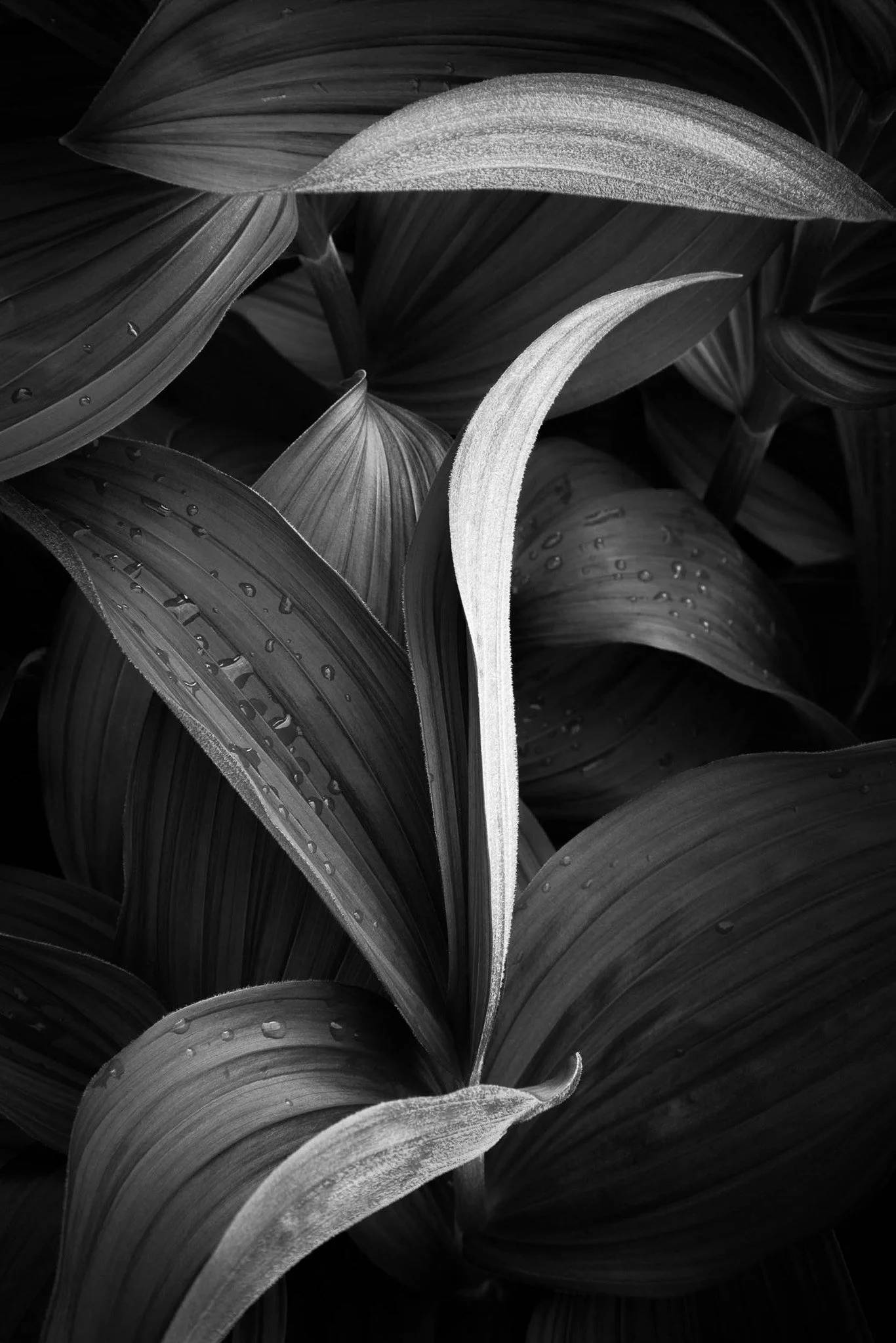 Mountain Hellabore, Ronald Brown Photography.jpg