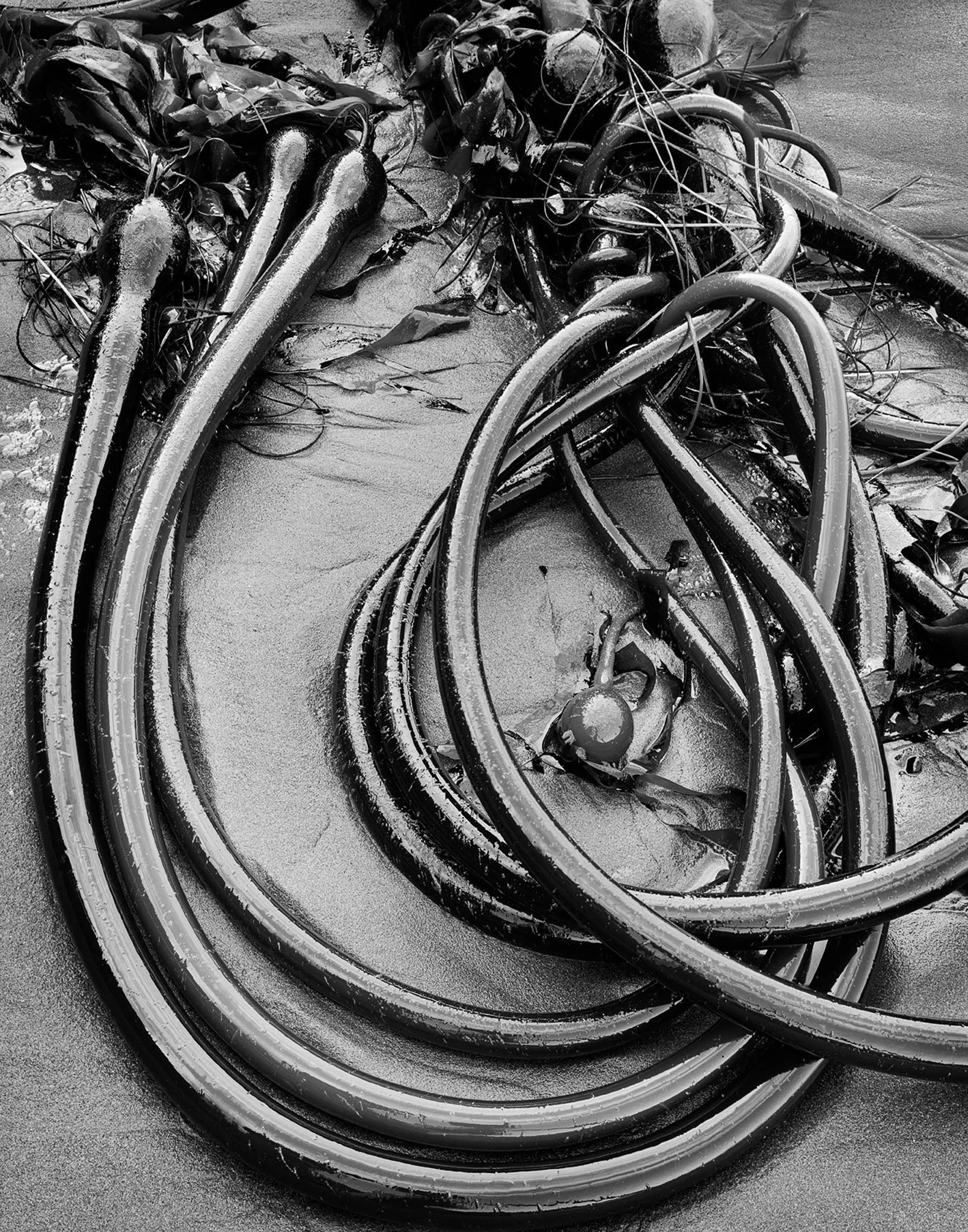 Sea Kelp, Ronald Brown Photography.jpg