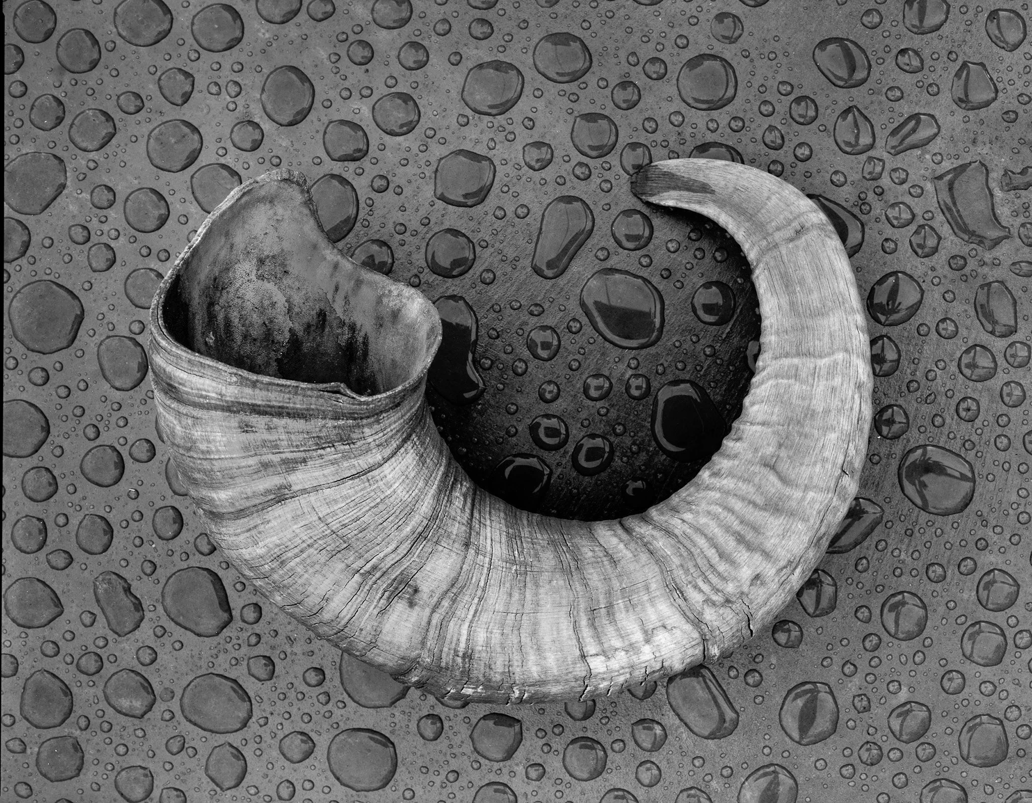 Sheep Horn with Rain Drops,  Ronald Brown Photography.jpg