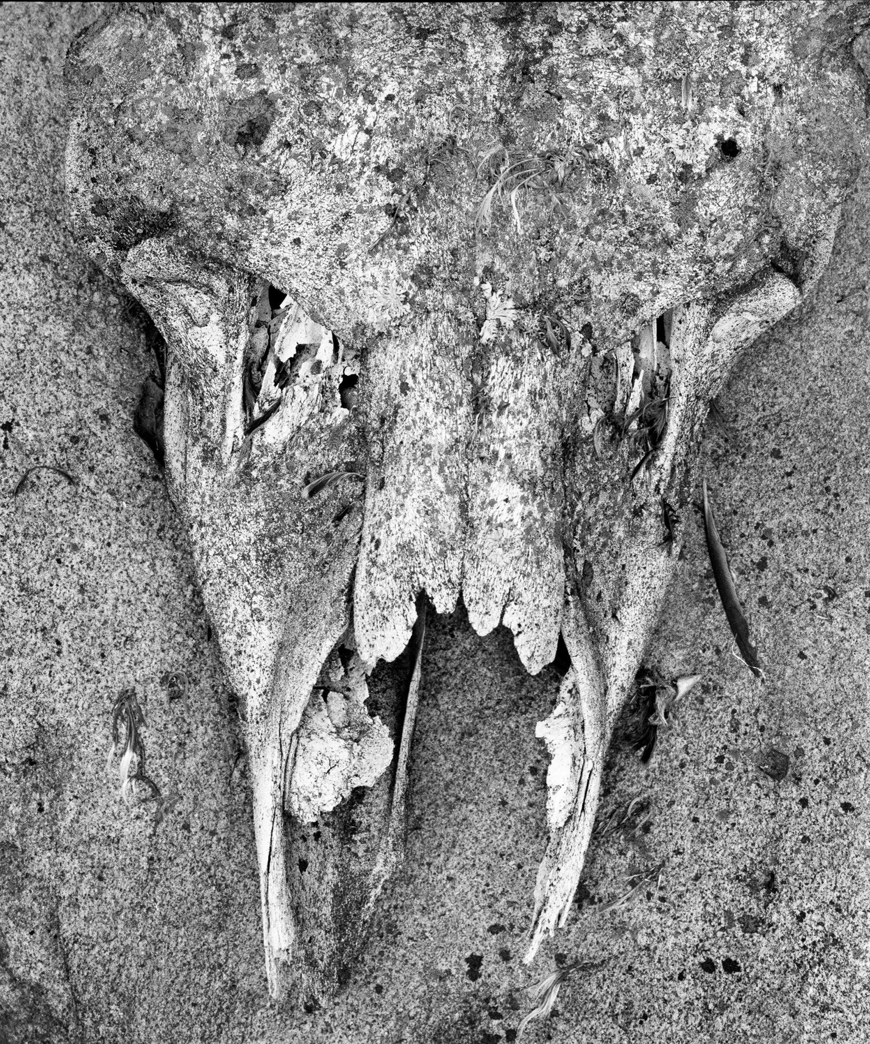 Skull and Rock, Ronald Brown Photography.jpg