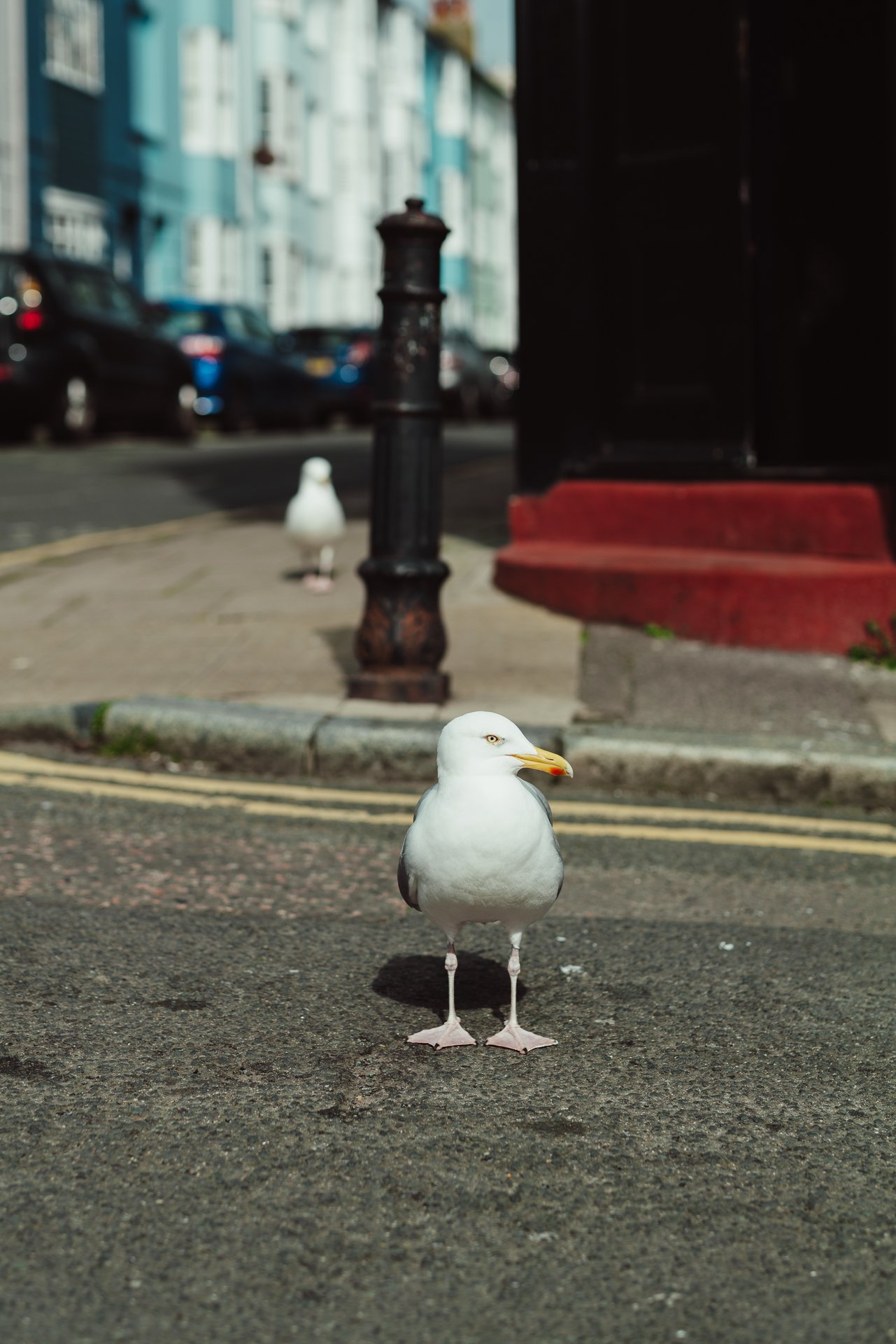 BRIGHTON-STREET-PHOTOGRAPHY-Donna-Ford2026-4.jpg