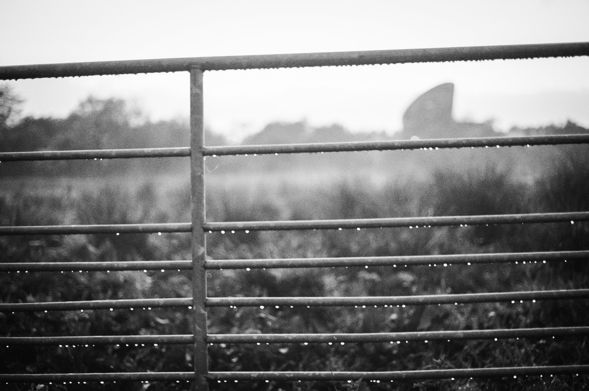 HUMAN-NATURE-35mm-Donna-Ford2026-7.jpg
