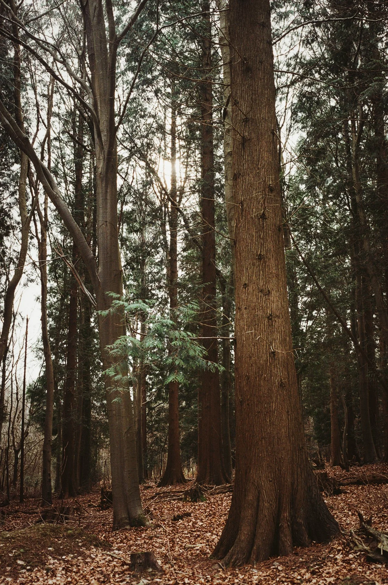 HUMAN-NATURE-35mm-Donna-Ford2026-28.jpg