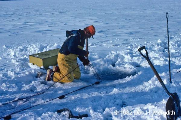 After more than 100 years, the government closed Wabamun Lake to commercial fishing in 2003 to conserve fish stocks.