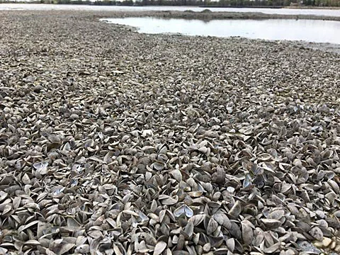 The shells of invasive mussels covering a beach on Lake Winnipeg. Photo Credit: Tim Brunch