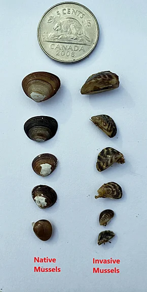 A comparison between freshwater native and invasive mussels (photo credit: AEP)