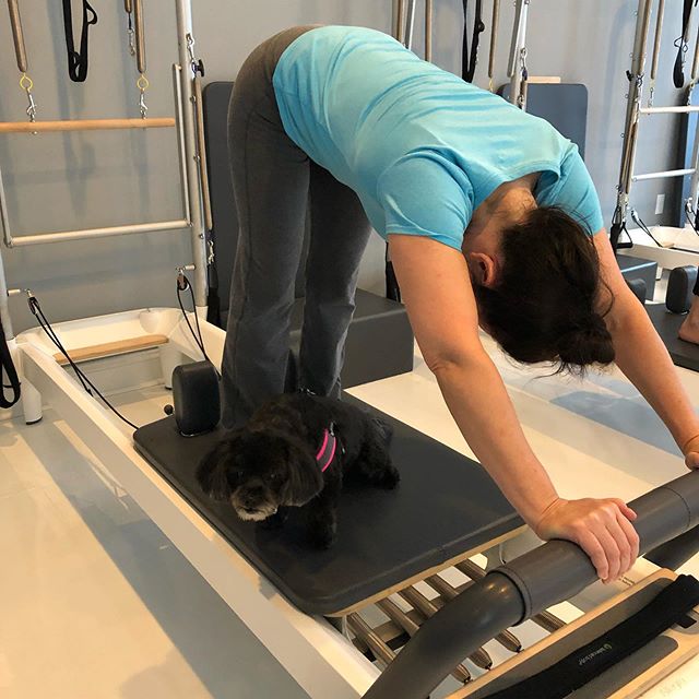 Fur babies need Pilates too😁