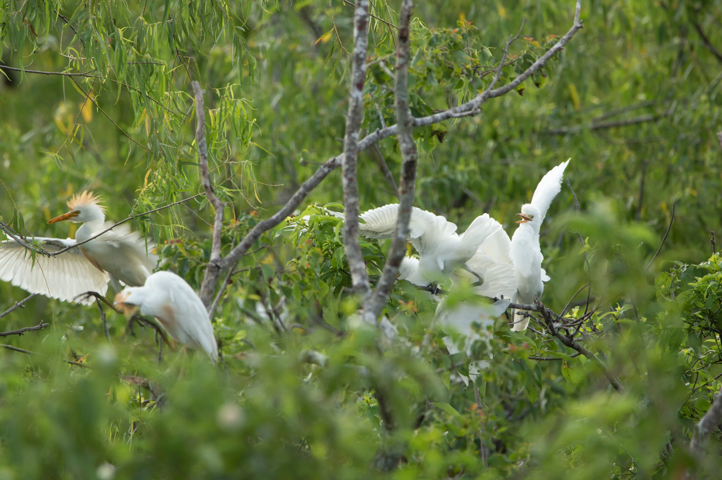 DSC_9211.jpg