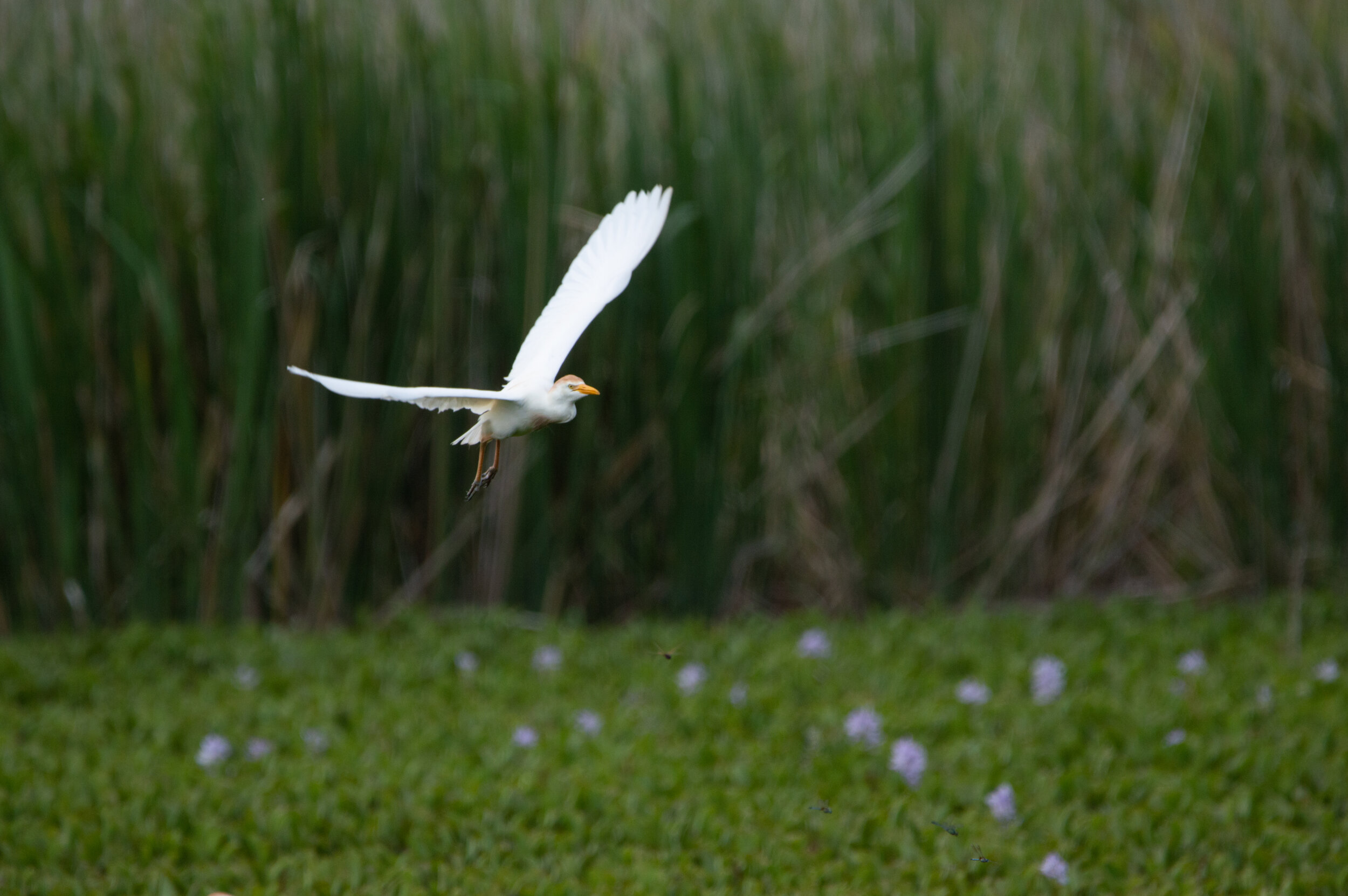 DSC_8255.jpg