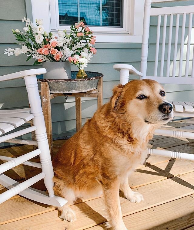 Welcome to Cecilia&rsquo;s Flowers! This is our studio dog and trusty assistant, Pickle. Pickle always tags along for deliveries and sometimes goes in photos if there are treats involved.