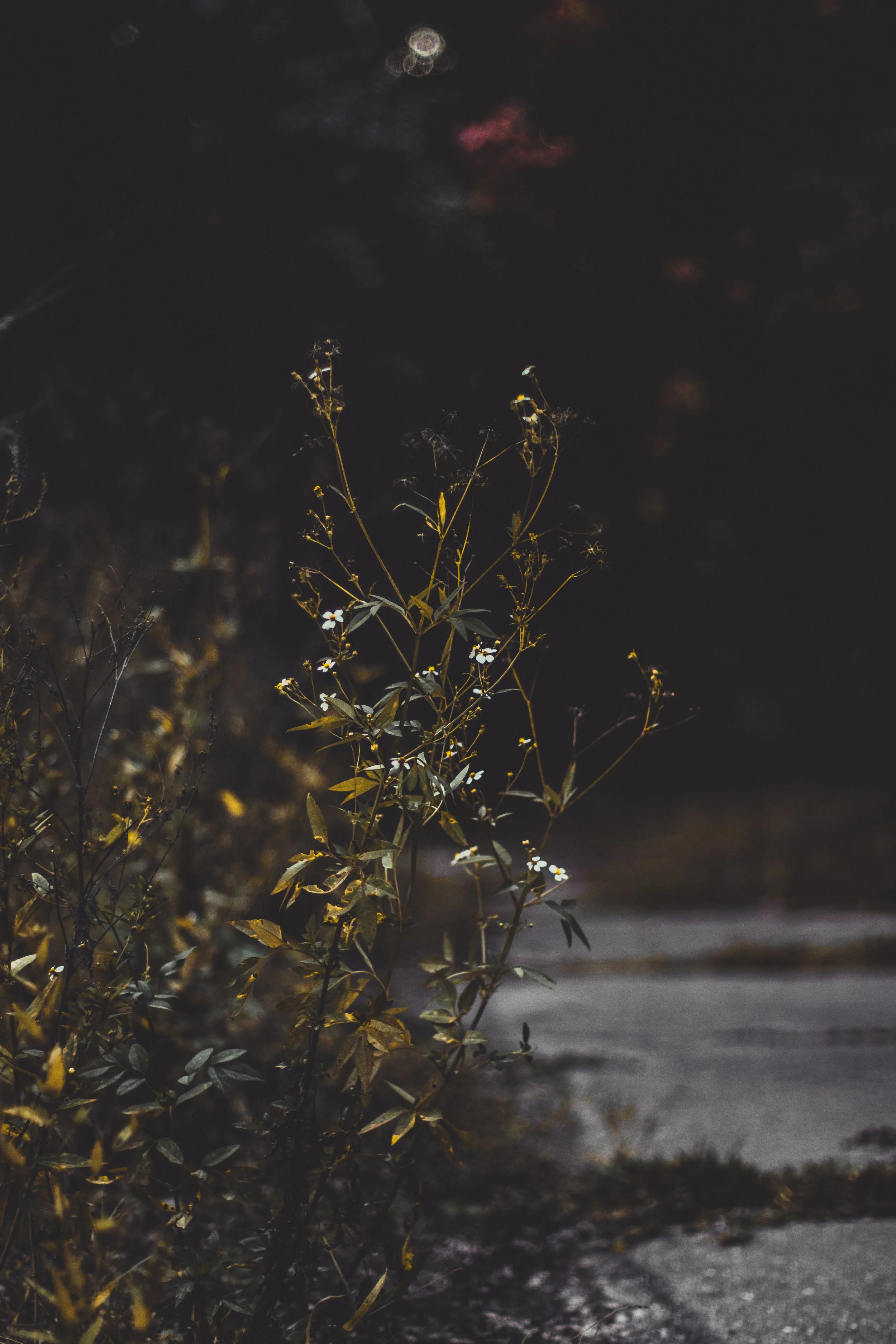 Wild Flower copy.JPG