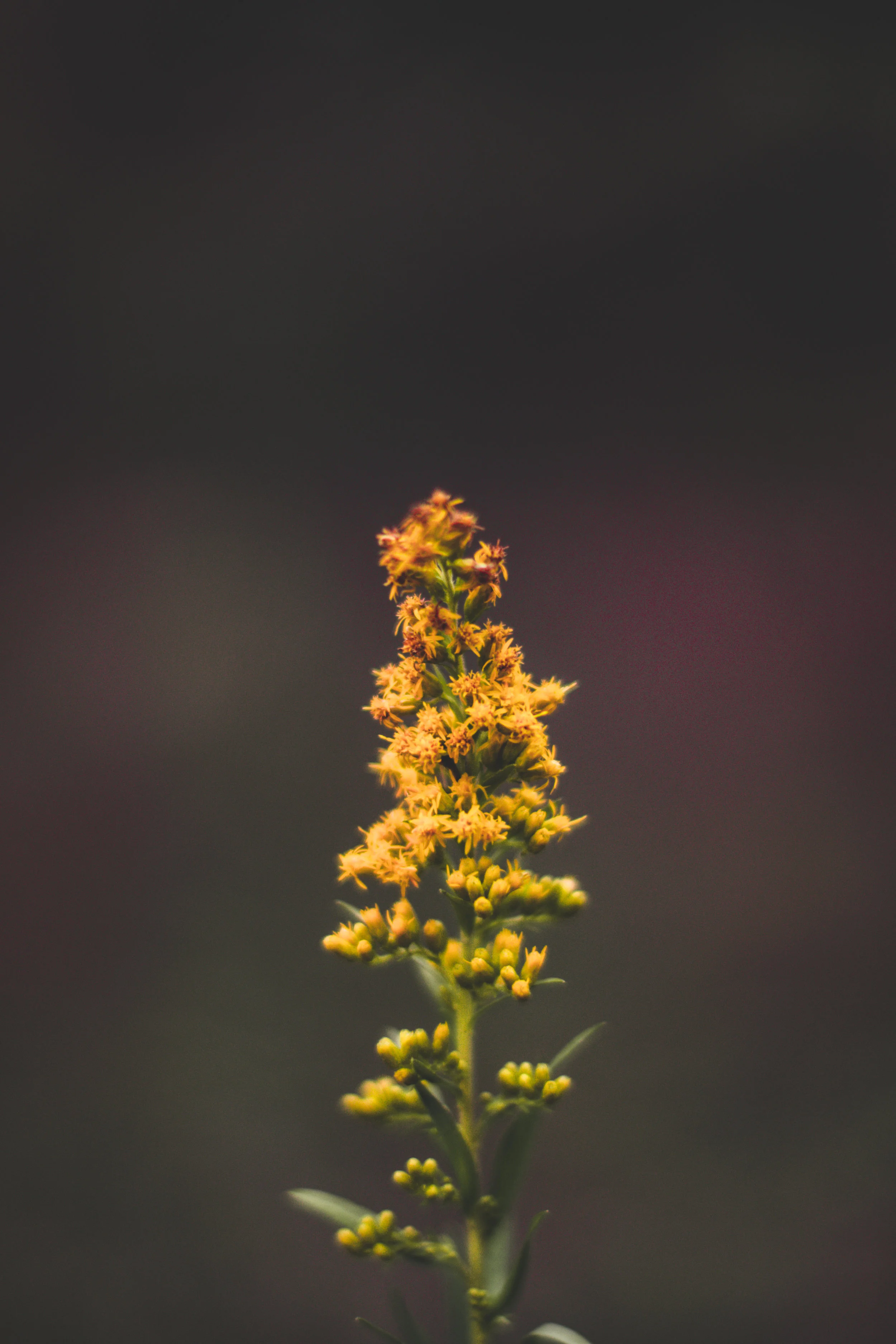 Wild Flower-2.JPG