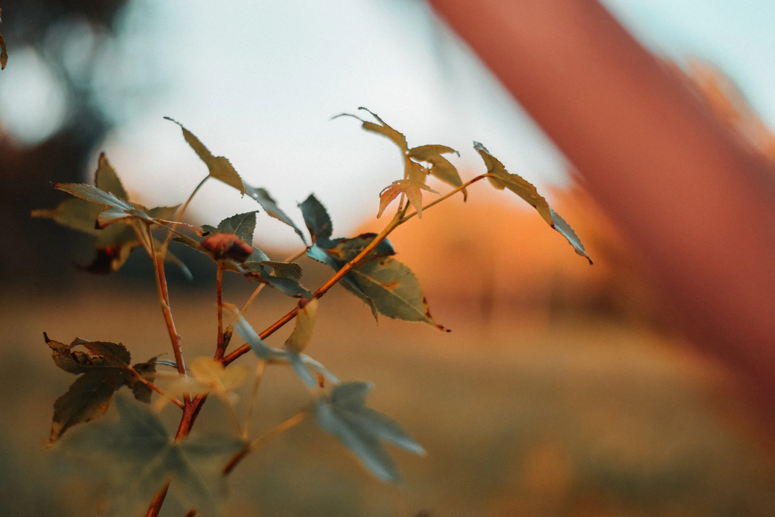 Flower on the Field.JPG