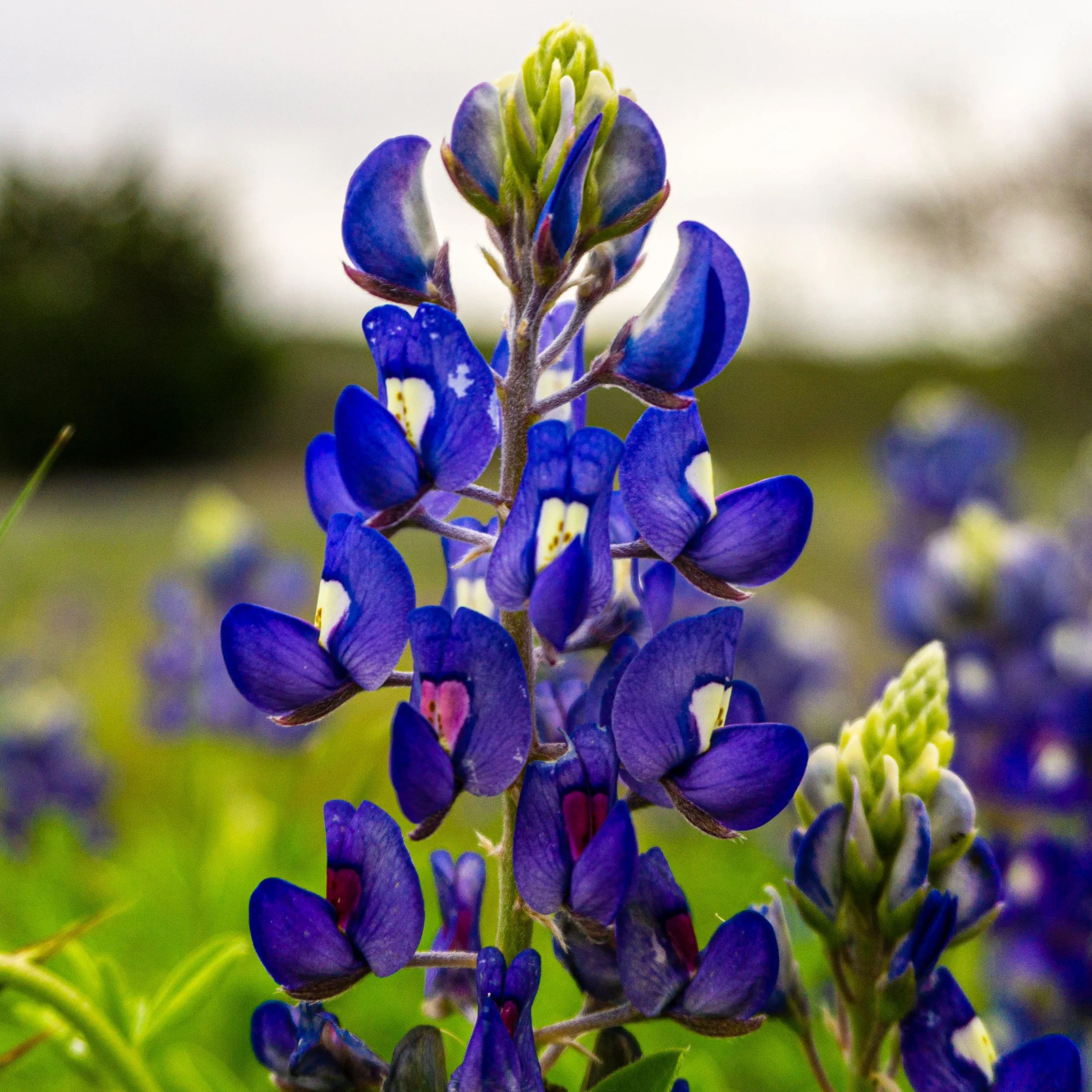 Lrc Edited-02133.JPG