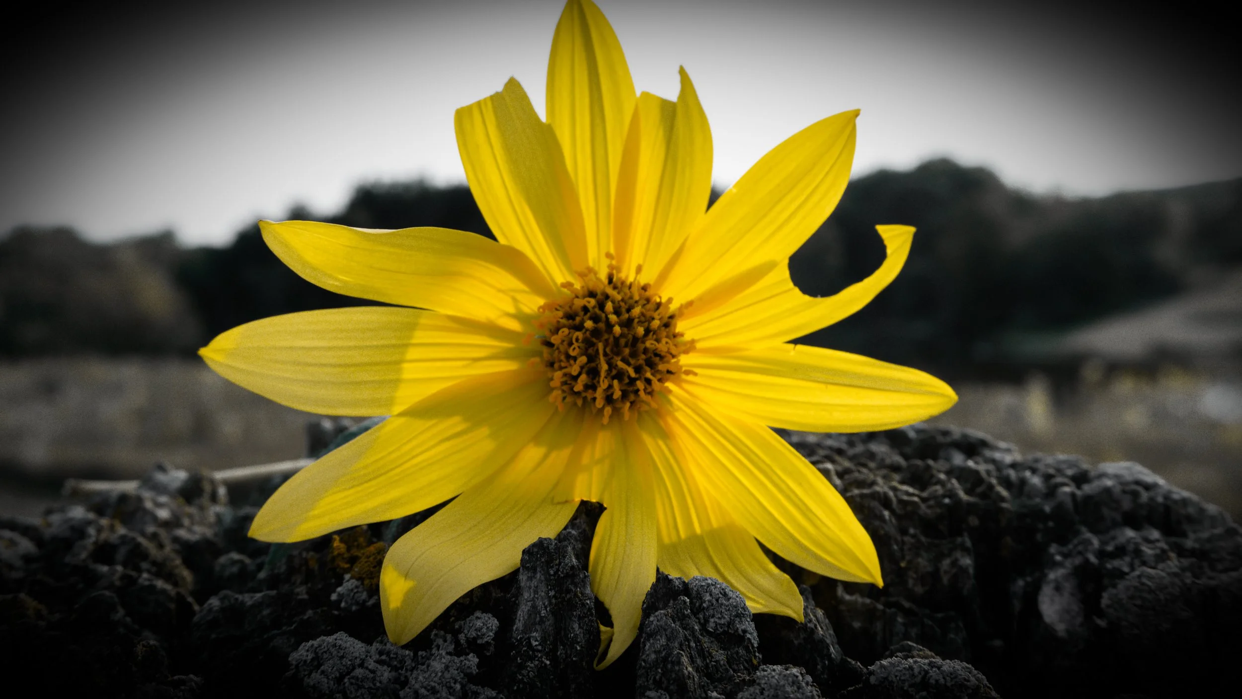 Lrc Edited-03442.JPG