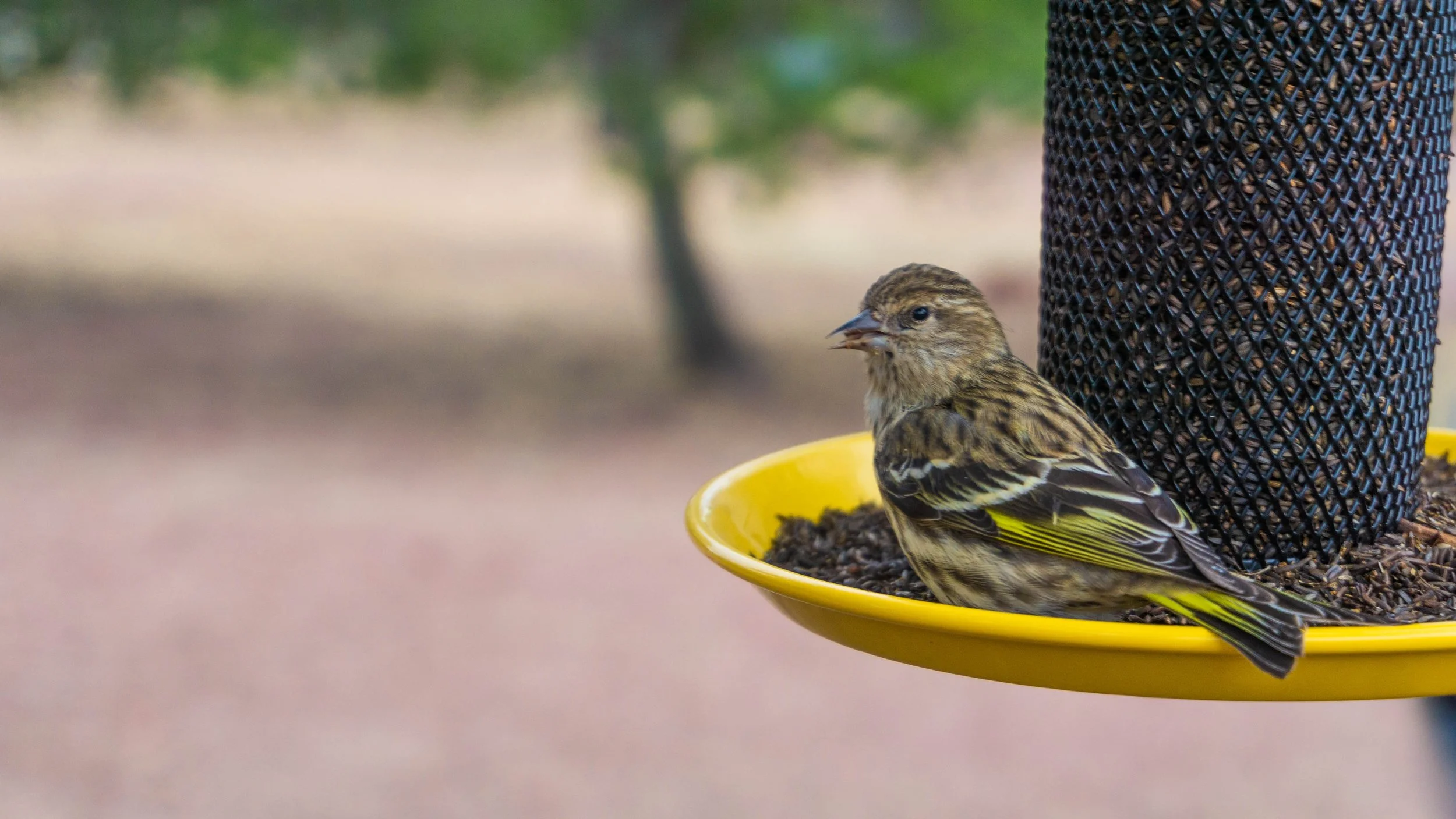 Pine Siskin