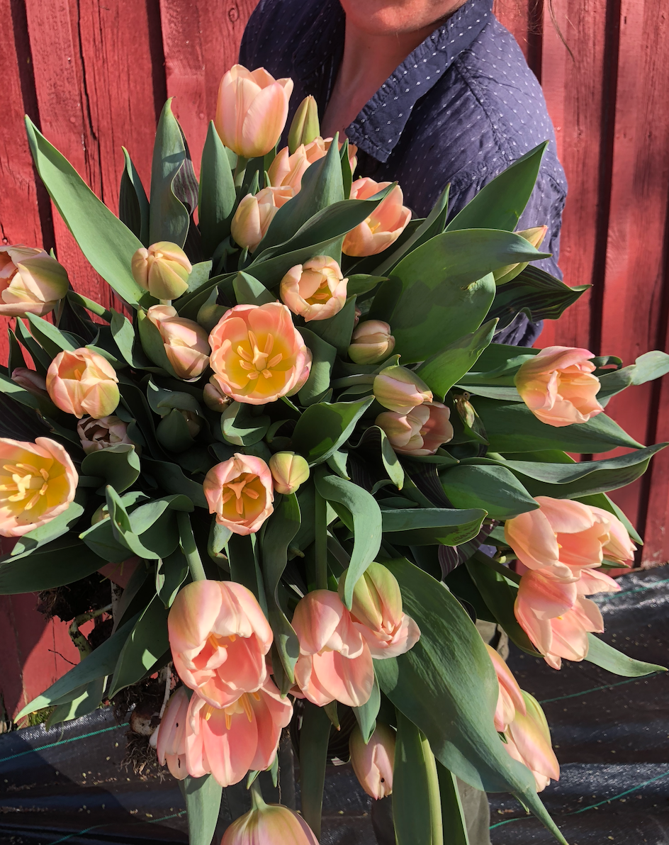 Screenshot 2024-04-03 at 7.34.32 AM.png