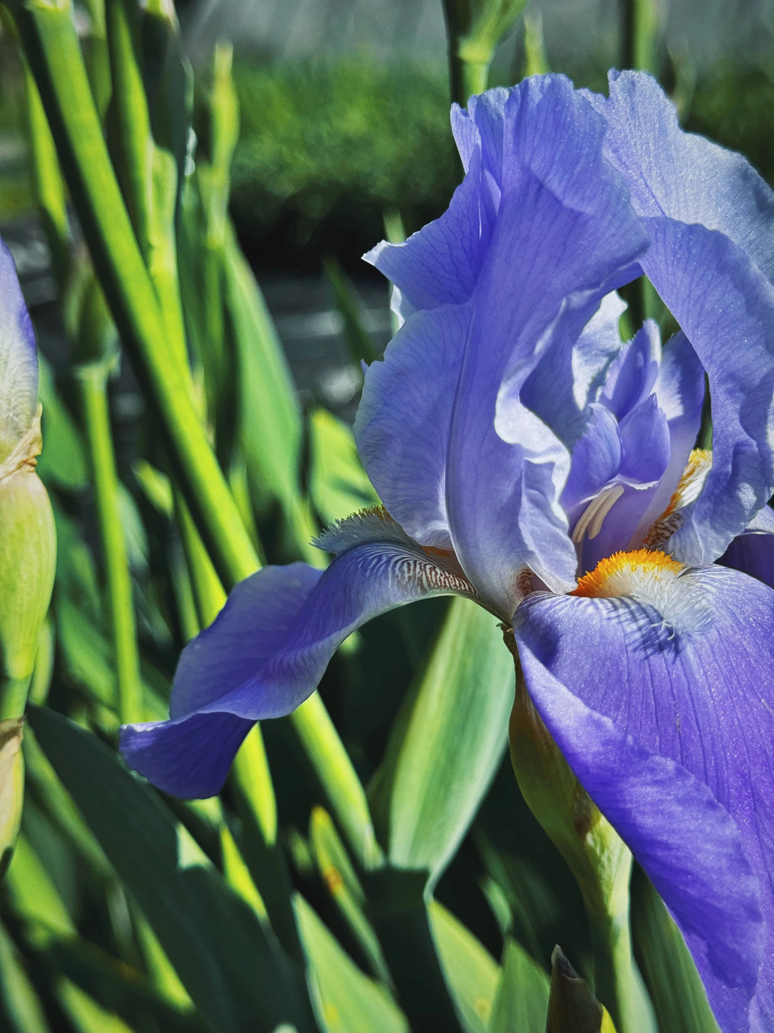 AfterlightImage 386.JPG